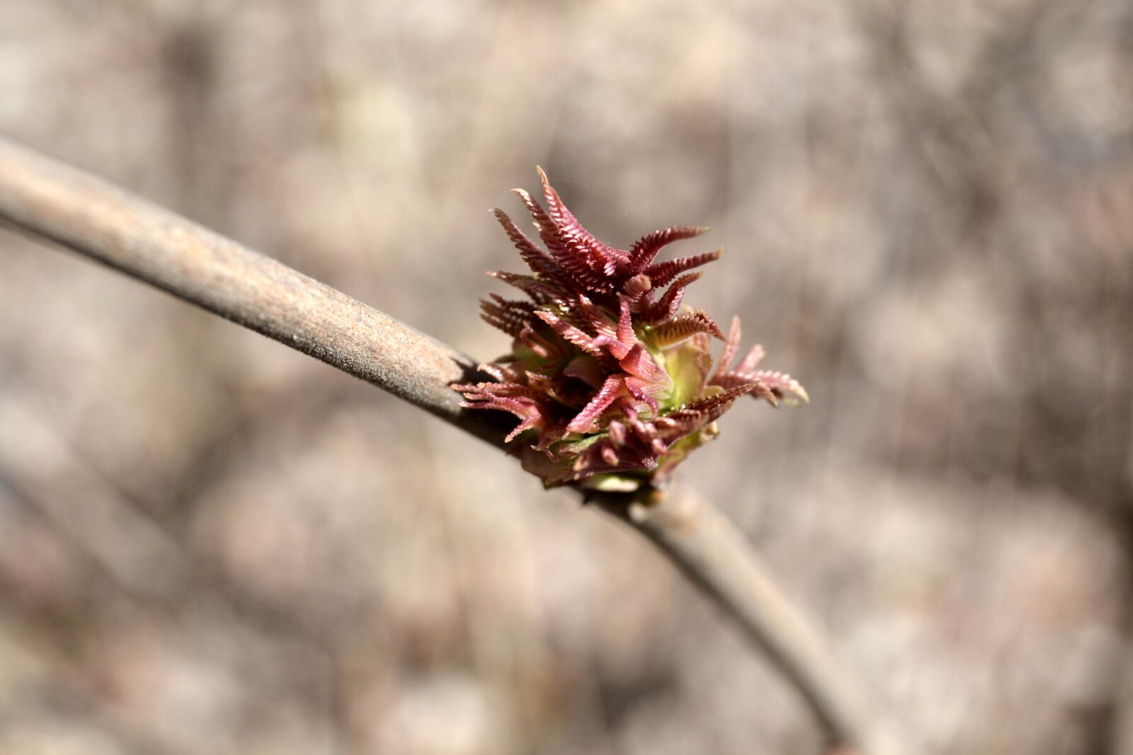 Nikon D3100 sample photo. Bud, spring, plant photography