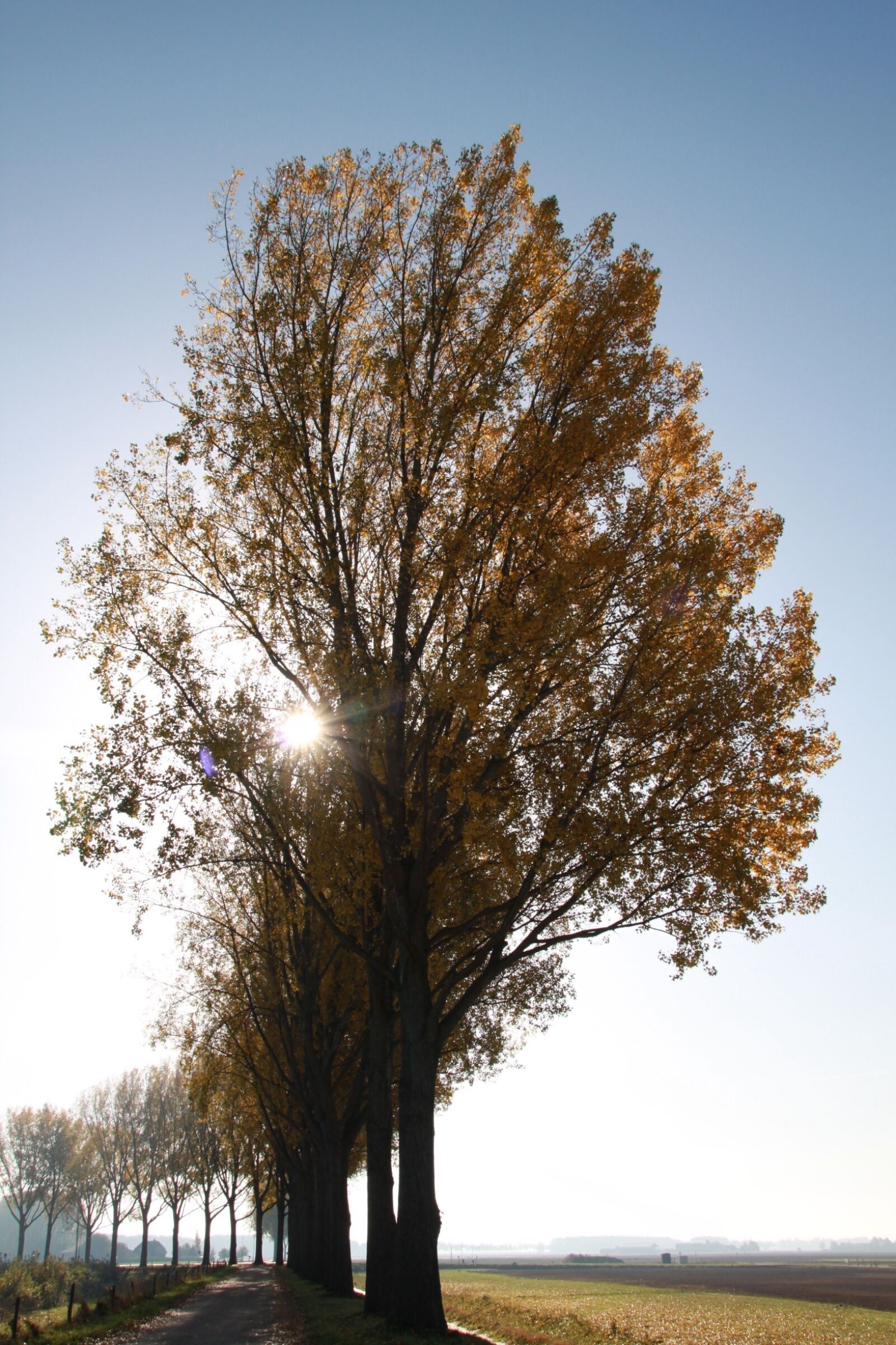 Canon EOS 500D (EOS Rebel T1i / EOS Kiss X3) sample photo. Trees, sun, nature photography