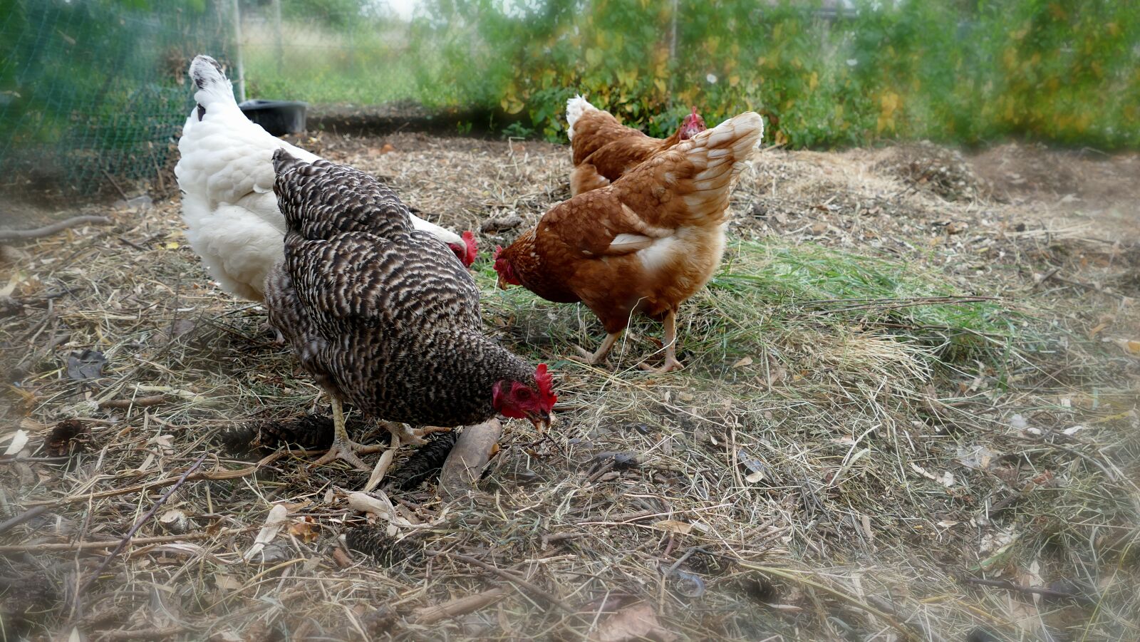 Panasonic Lumix DMC-FZ1000 sample photo. Chickens, chicken, poultry photography