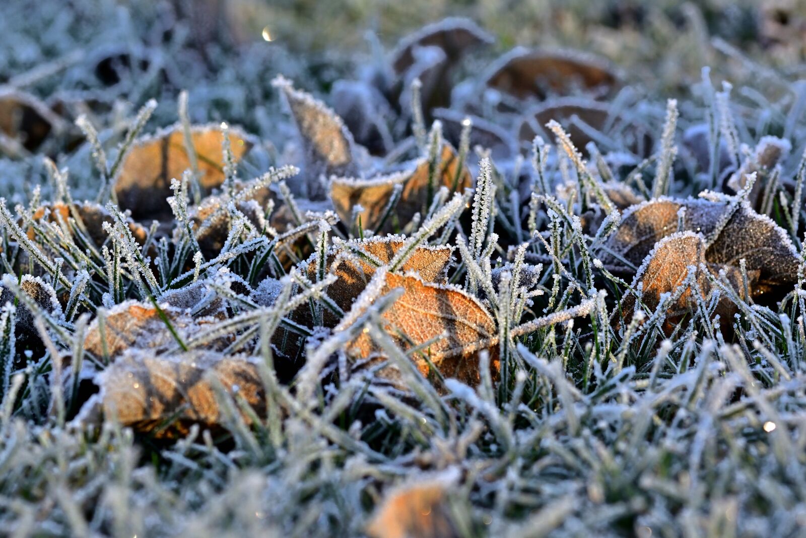 Nikon D5200 sample photo. Hoarfrost, grass, frost photography