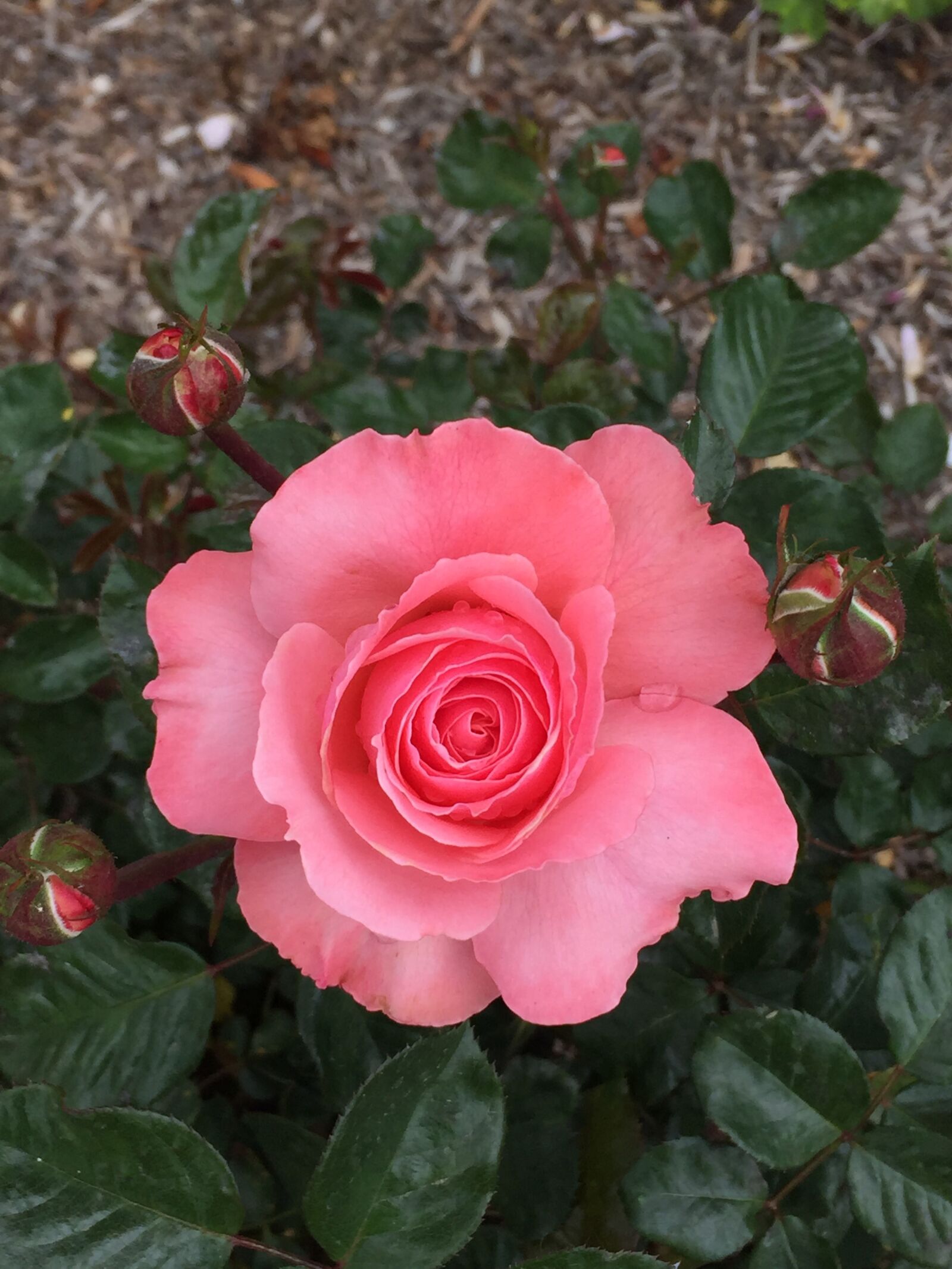 iPhone 6 Plus back camera 4.15mm f/2.2 sample photo. Rose, flower, pink photography