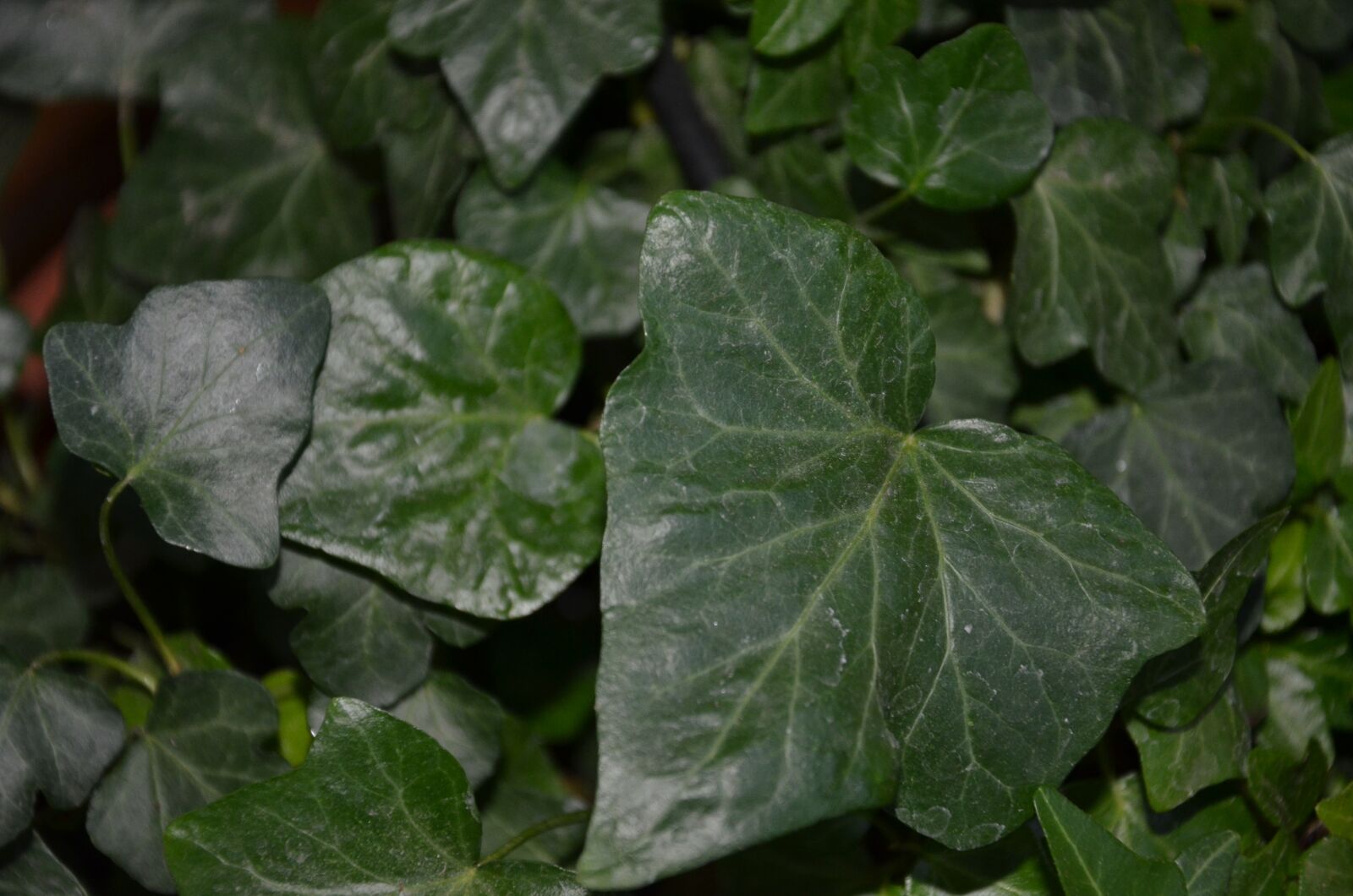 Nikon D7000 sample photo. Ivy, always green, nature photography