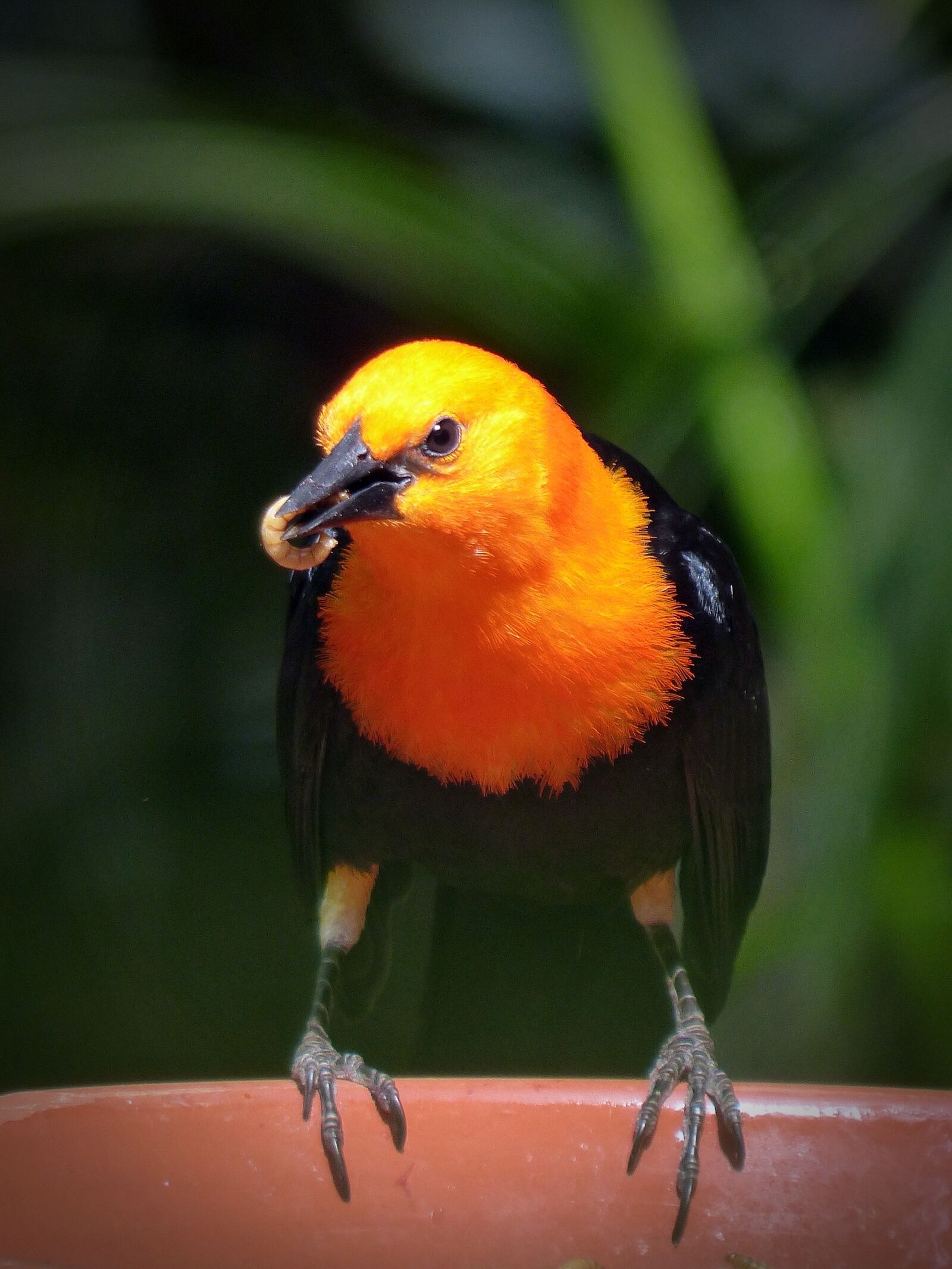 Panasonic Lumix DMC-FZ200 sample photo. Bird, eat, food photography