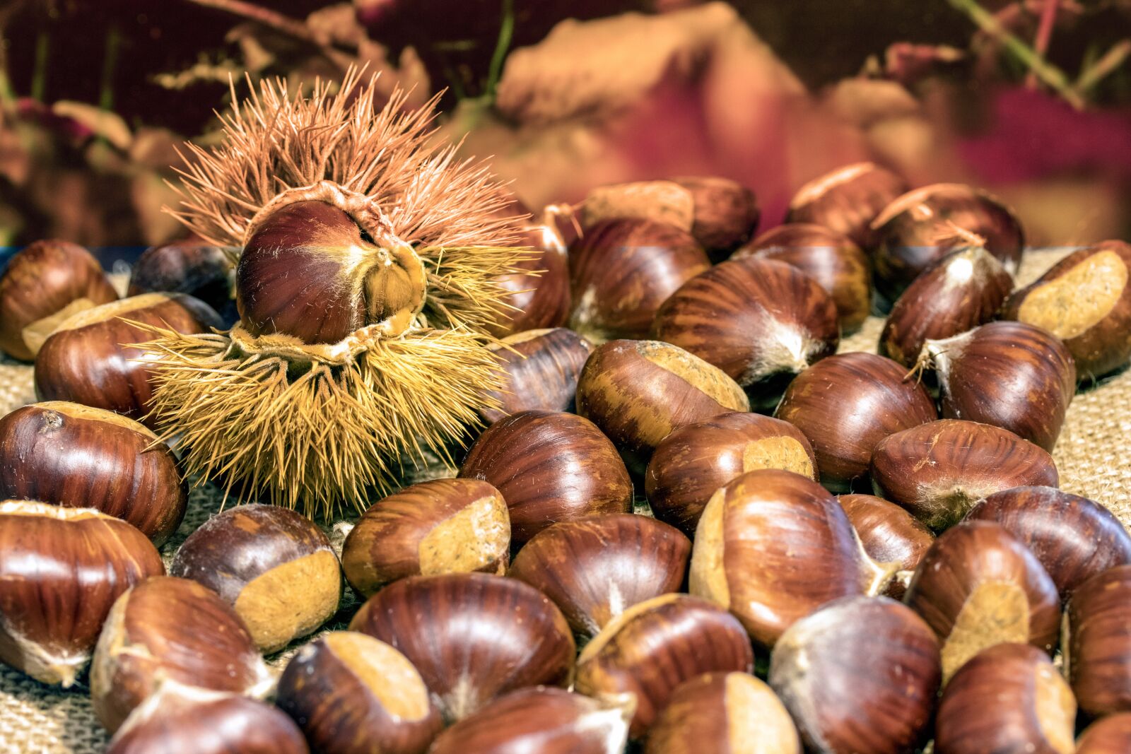 Canon EOS 80D + Canon EF-S 60mm F2.8 Macro USM sample photo. Wild chestnuts, chestnuts, wild photography