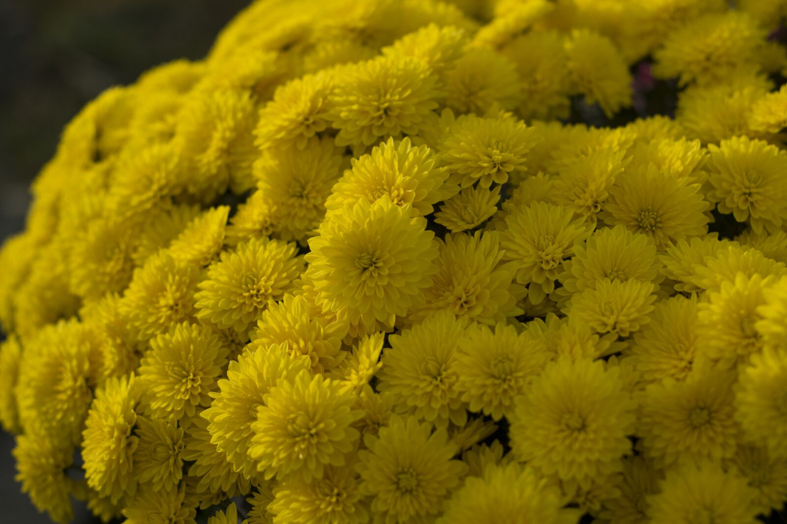 Fujifilm X-T10 sample photo. Flower, chrysanthemum, nature photography