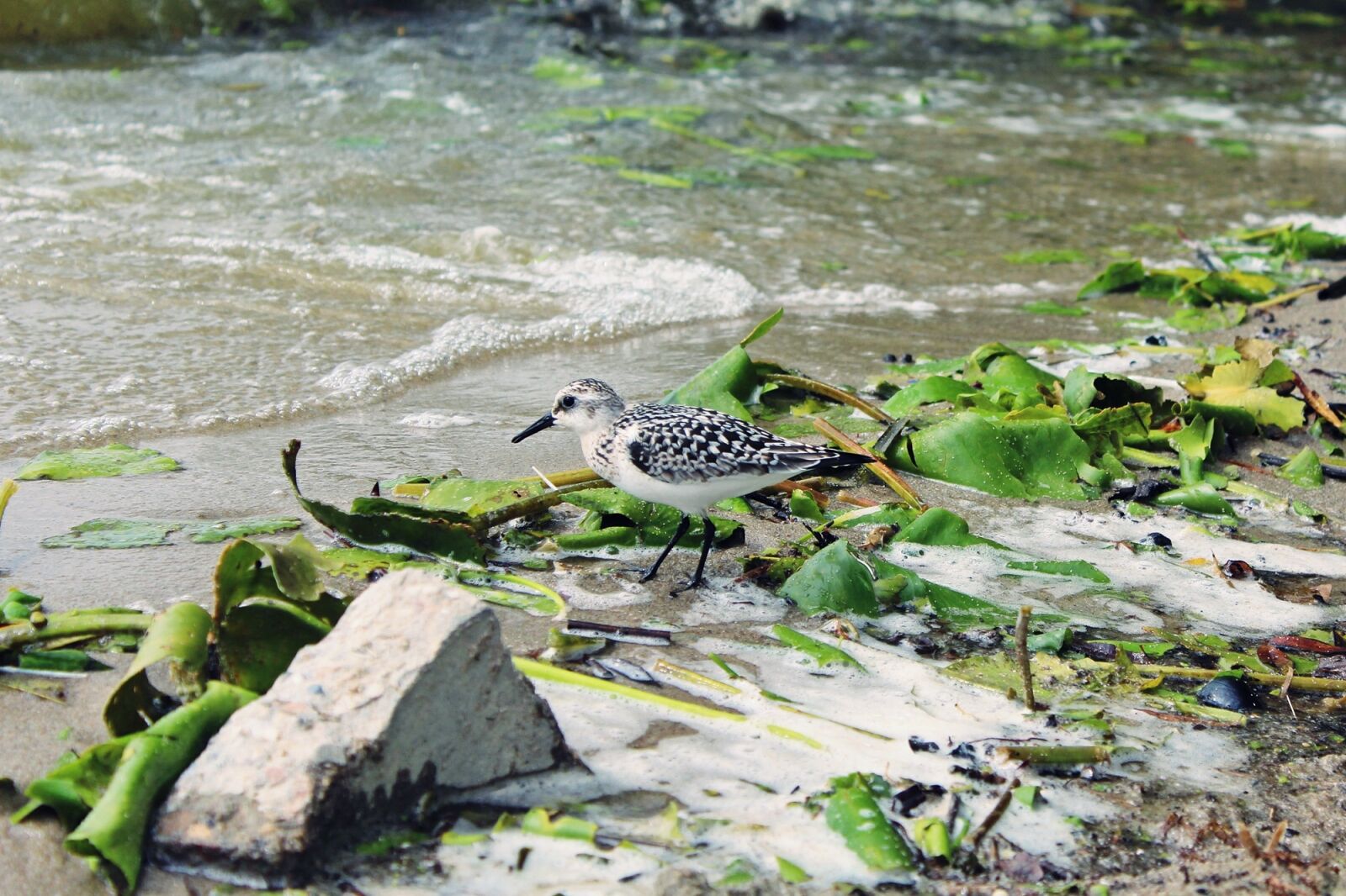 Canon EOS 1200D (EOS Rebel T5 / EOS Kiss X70 / EOS Hi) sample photo. Plover, bird, water photography