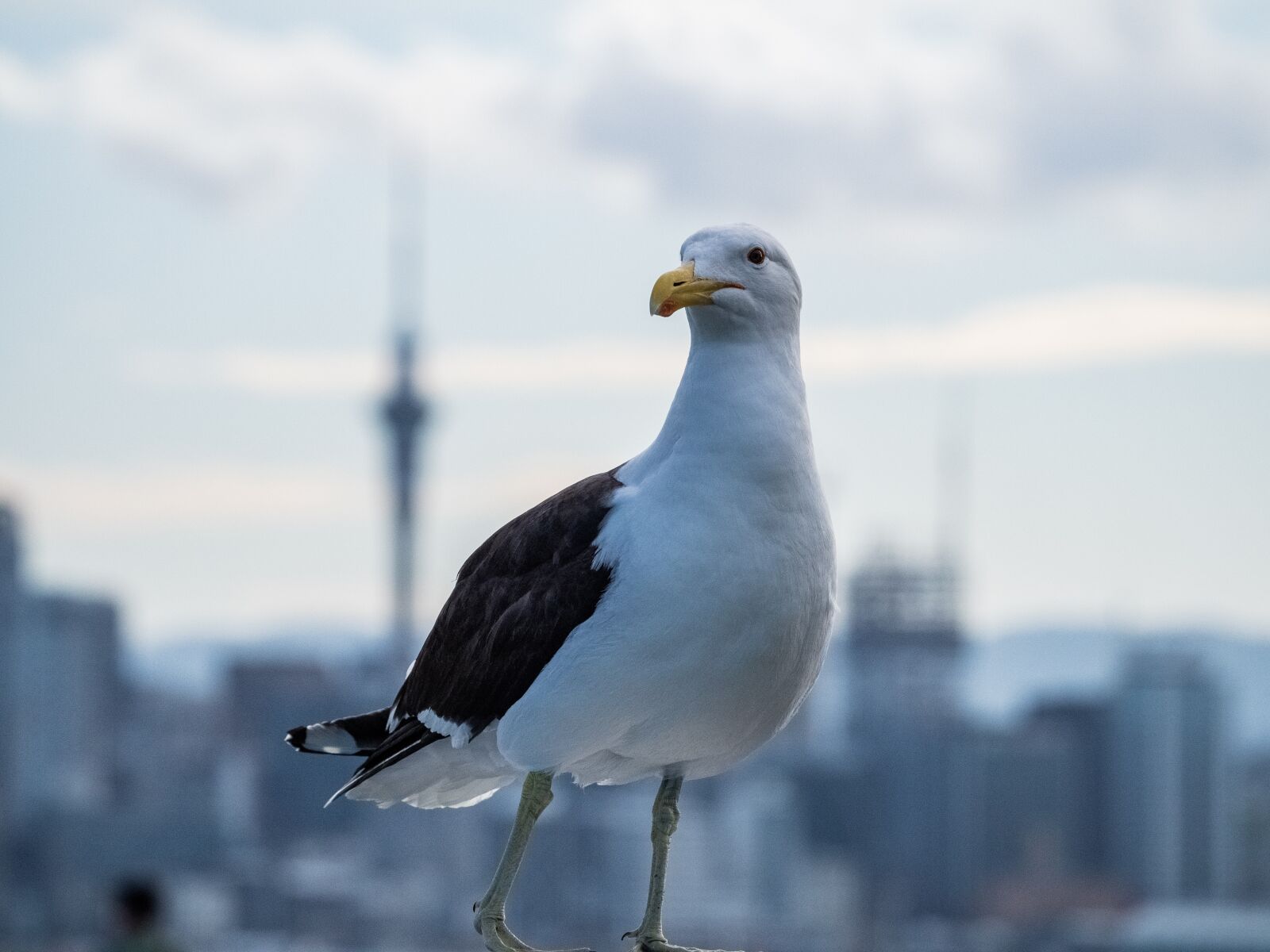 Olympus OM-D E-M5 II + Olympus M.Zuiko ED 75-300mm F4.8-6.7 II sample photo. Auckland, seagull, new zealand photography