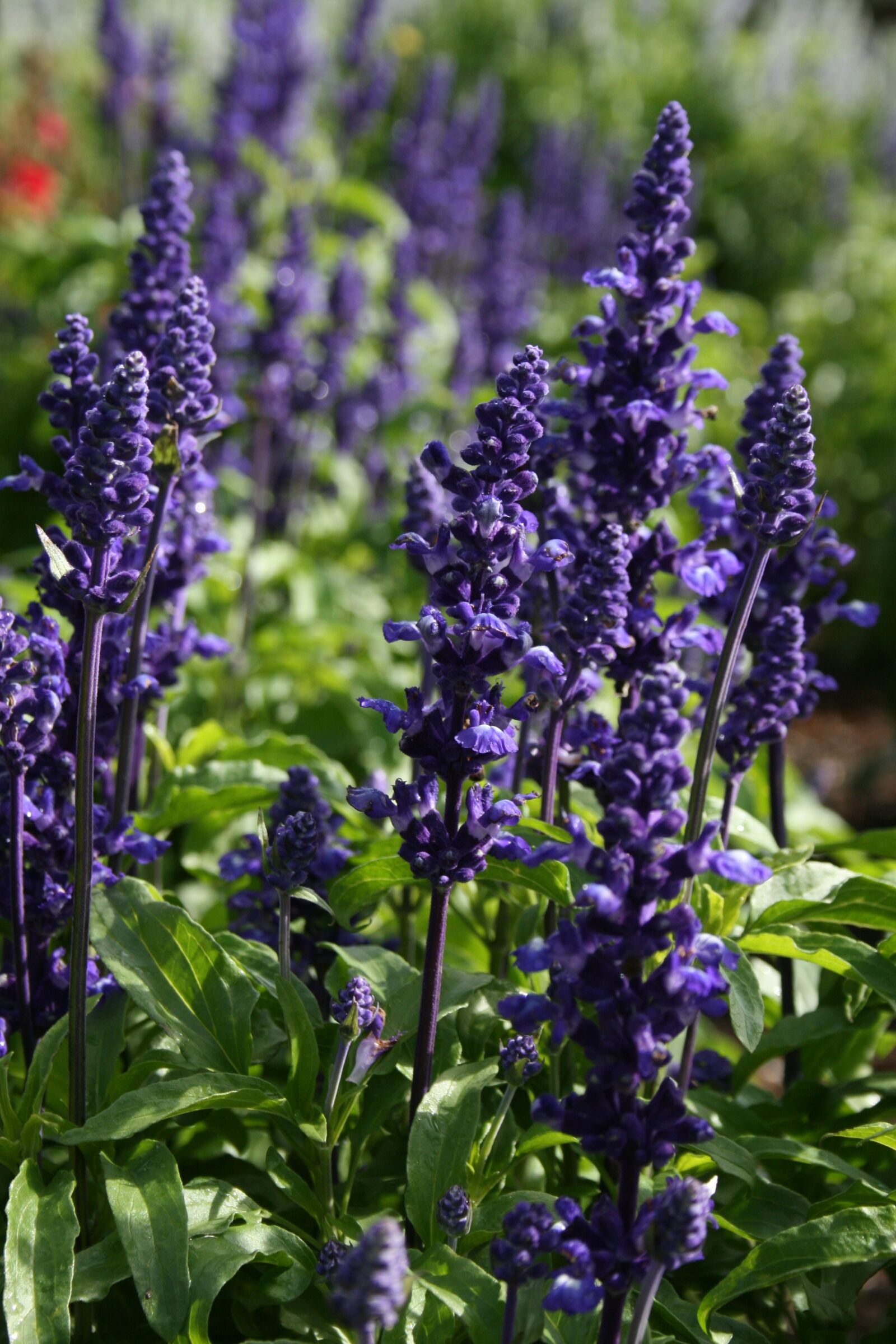 Canon EOS 400D (EOS Digital Rebel XTi / EOS Kiss Digital X) sample photo. Flower, purple, salvia farinacea photography
