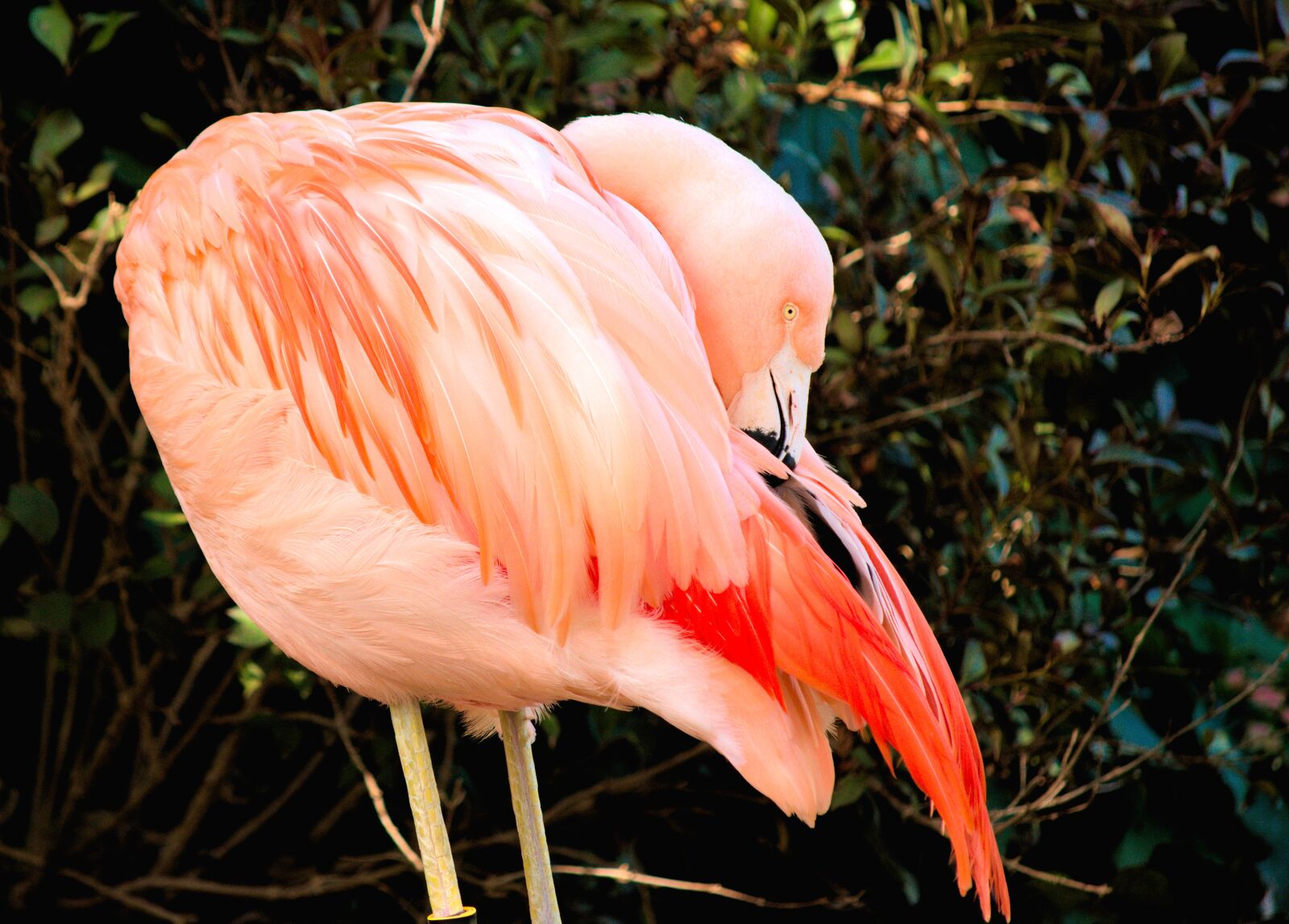 Nikon D5300 sample photo. Flamingo, wildlife, bird photography