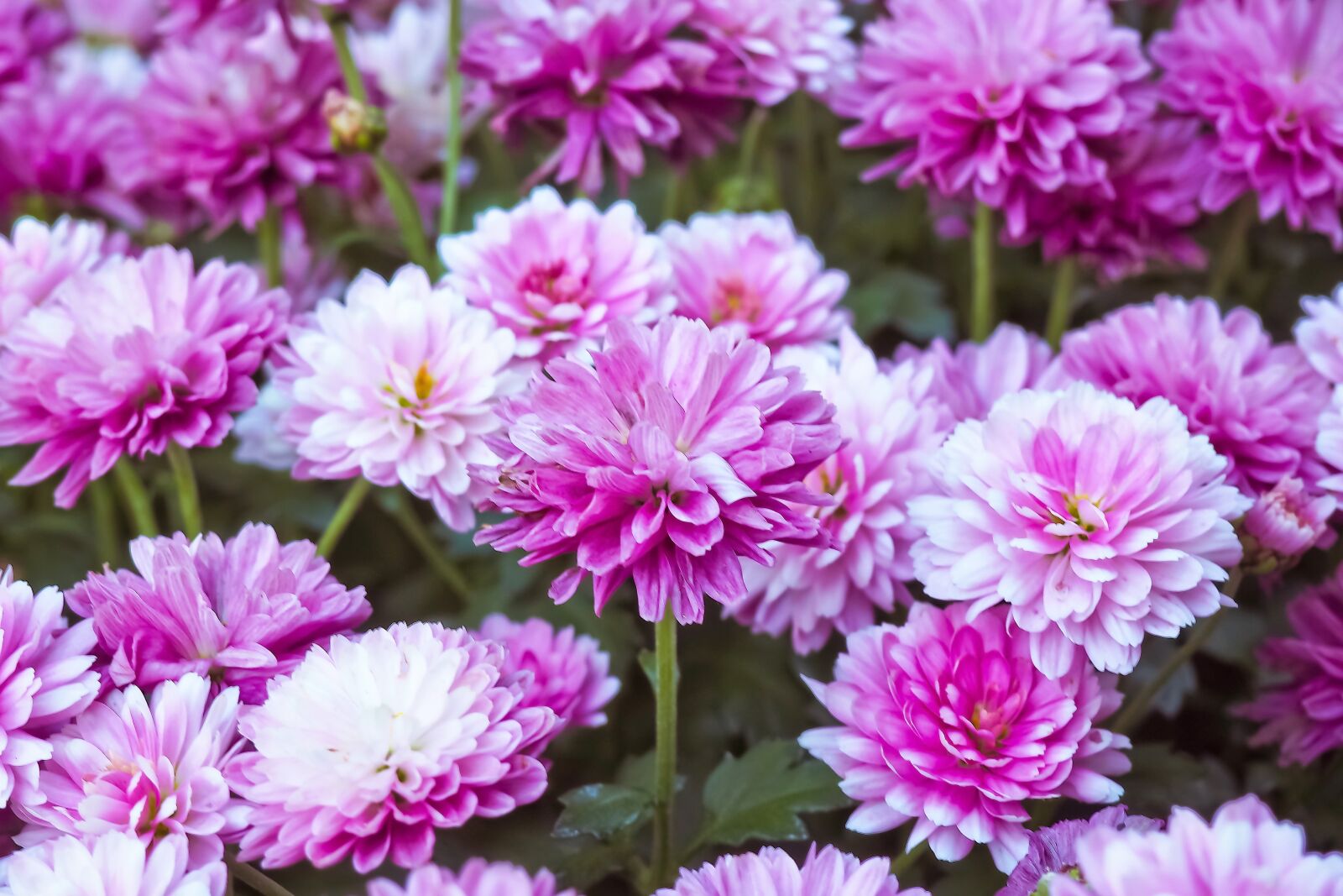 Olympus OM-D E-M10 sample photo. Flowers, chrysanthemum, plant photography