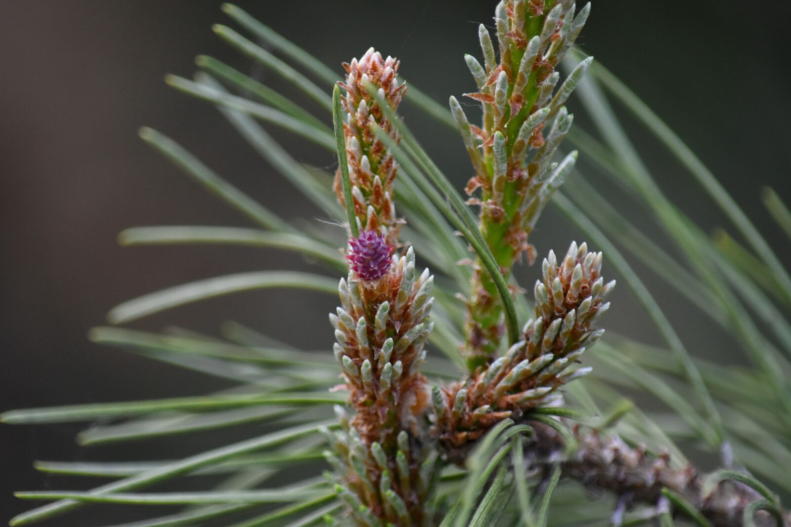 Nikon D5500 sample photo. Flowering, tree, plant, pine photography