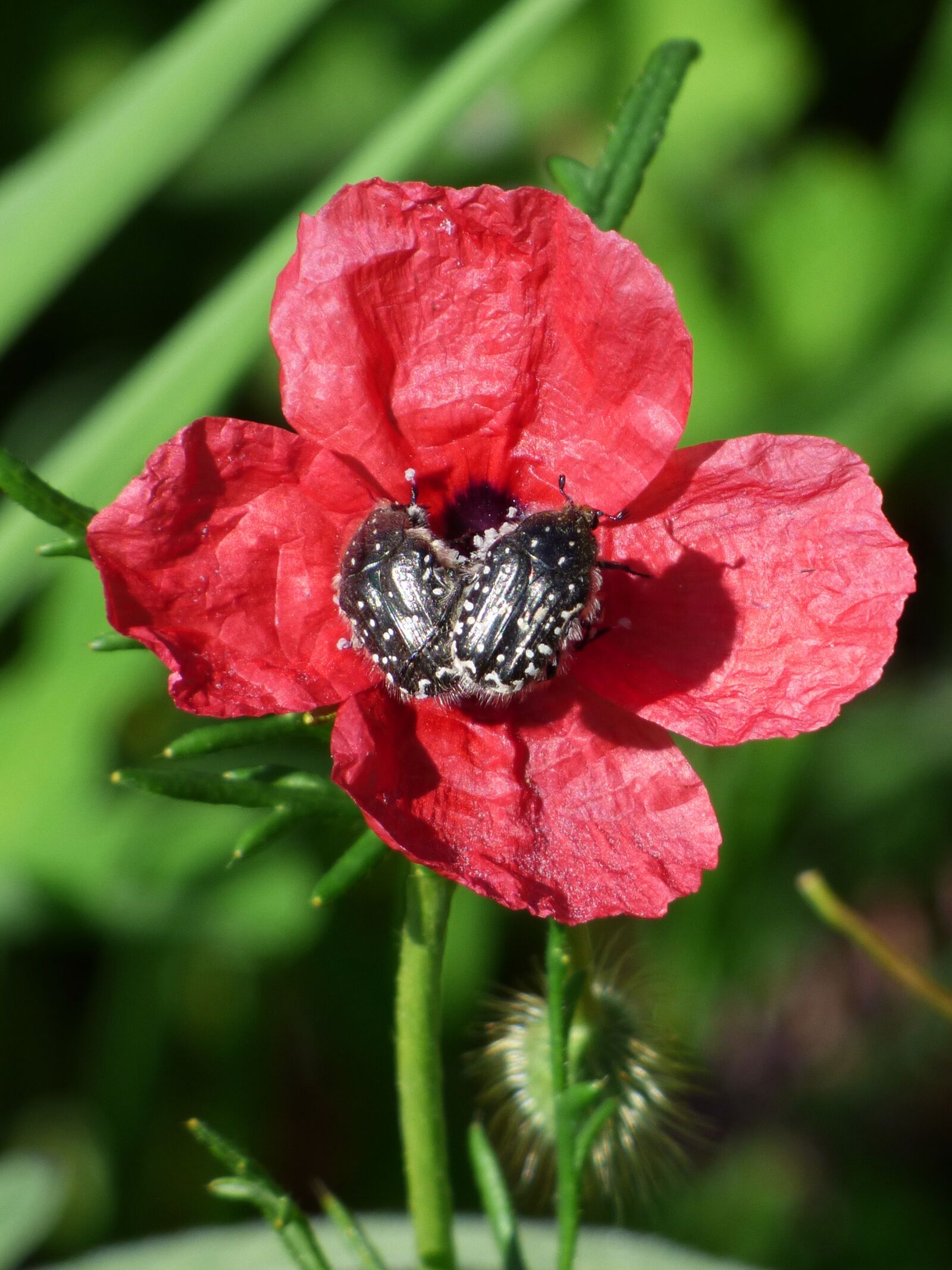Panasonic Lumix DMC-FZ70 sample photo. Papaver hybridum, poppy, sad photography