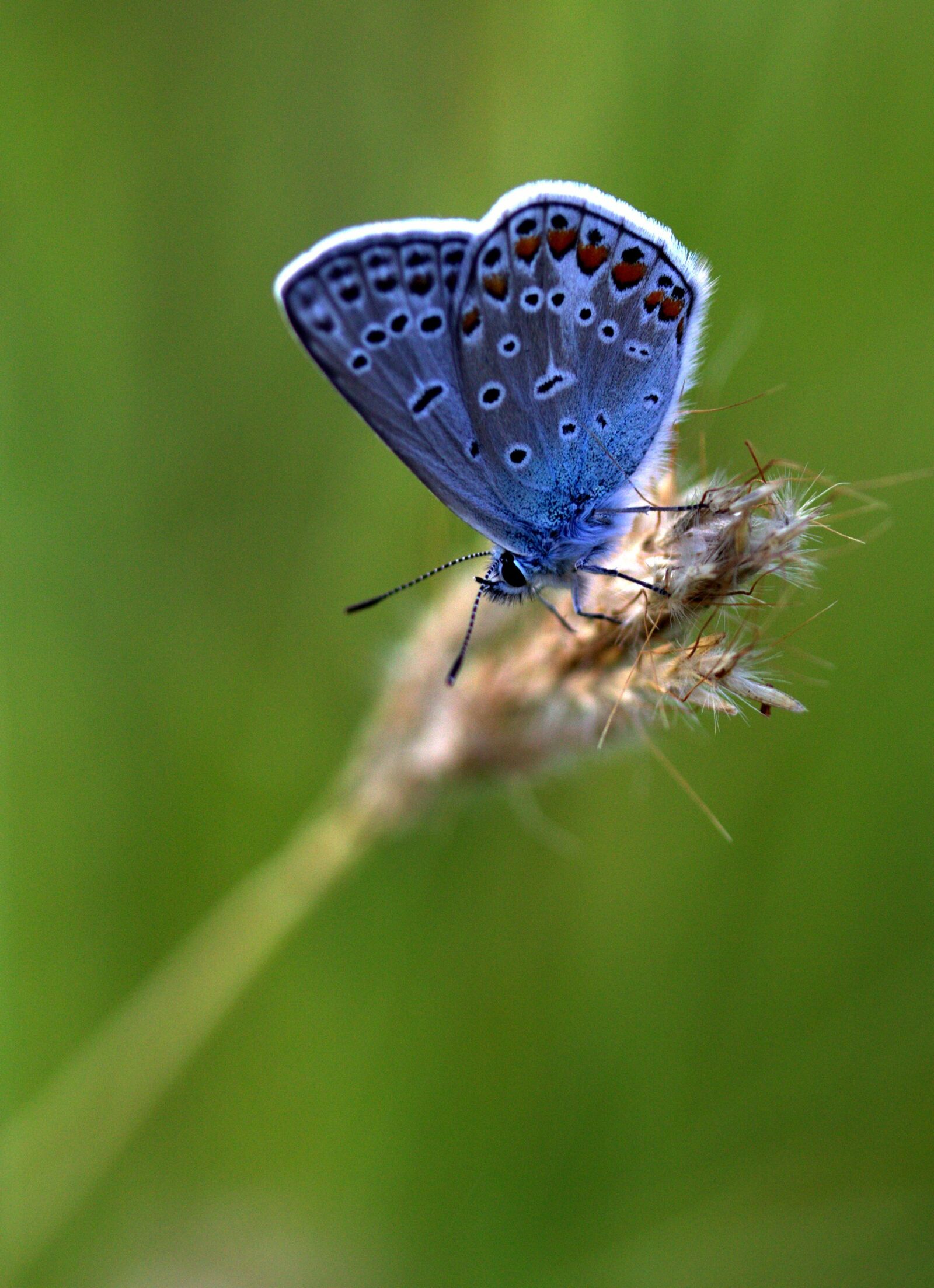 Canon EF-S 60mm F2.8 Macro USM sample photo. Butterfly, blue, wings photography