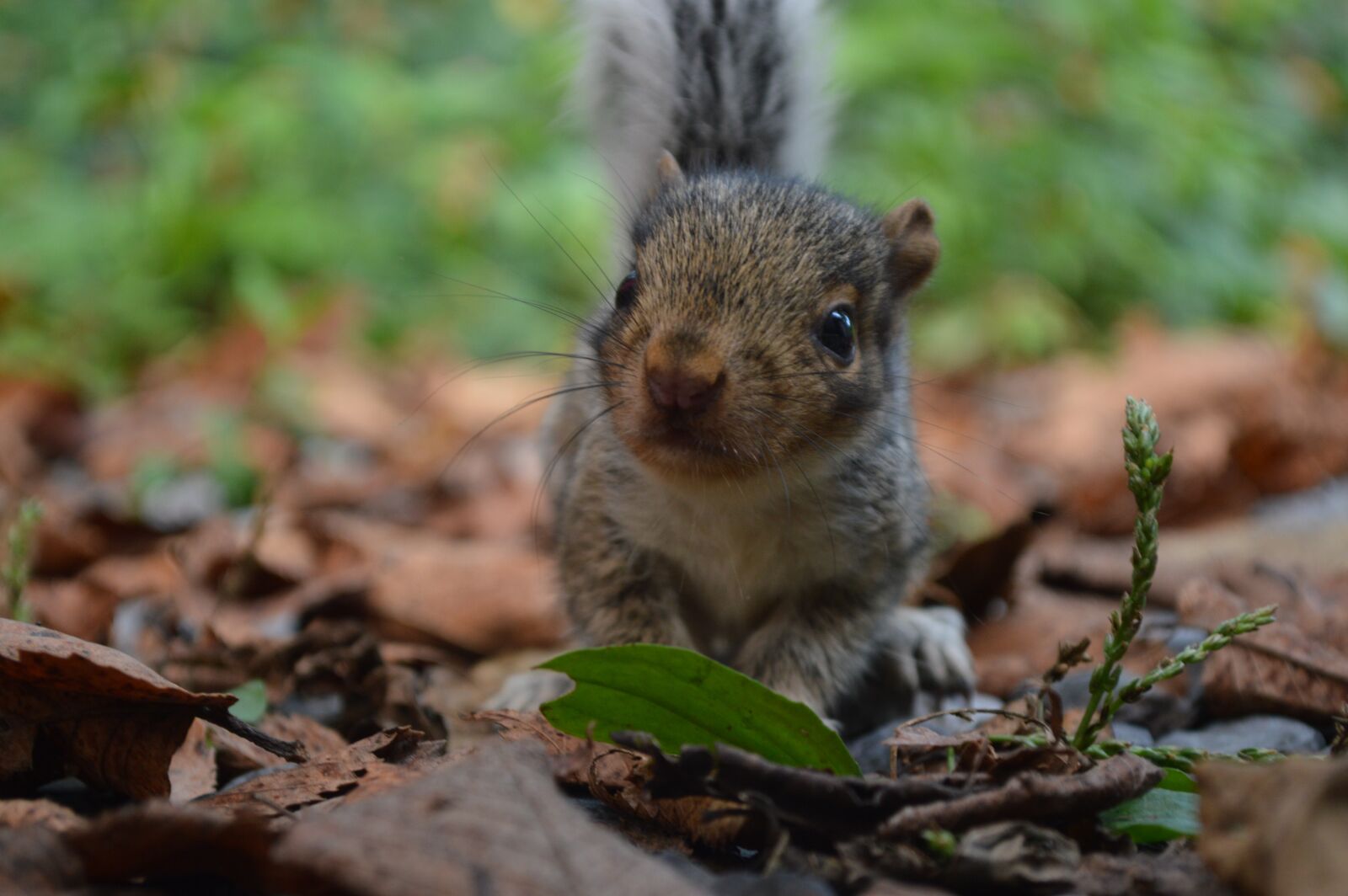 Nikon D3200 sample photo. Squirrel, nature, animal photography