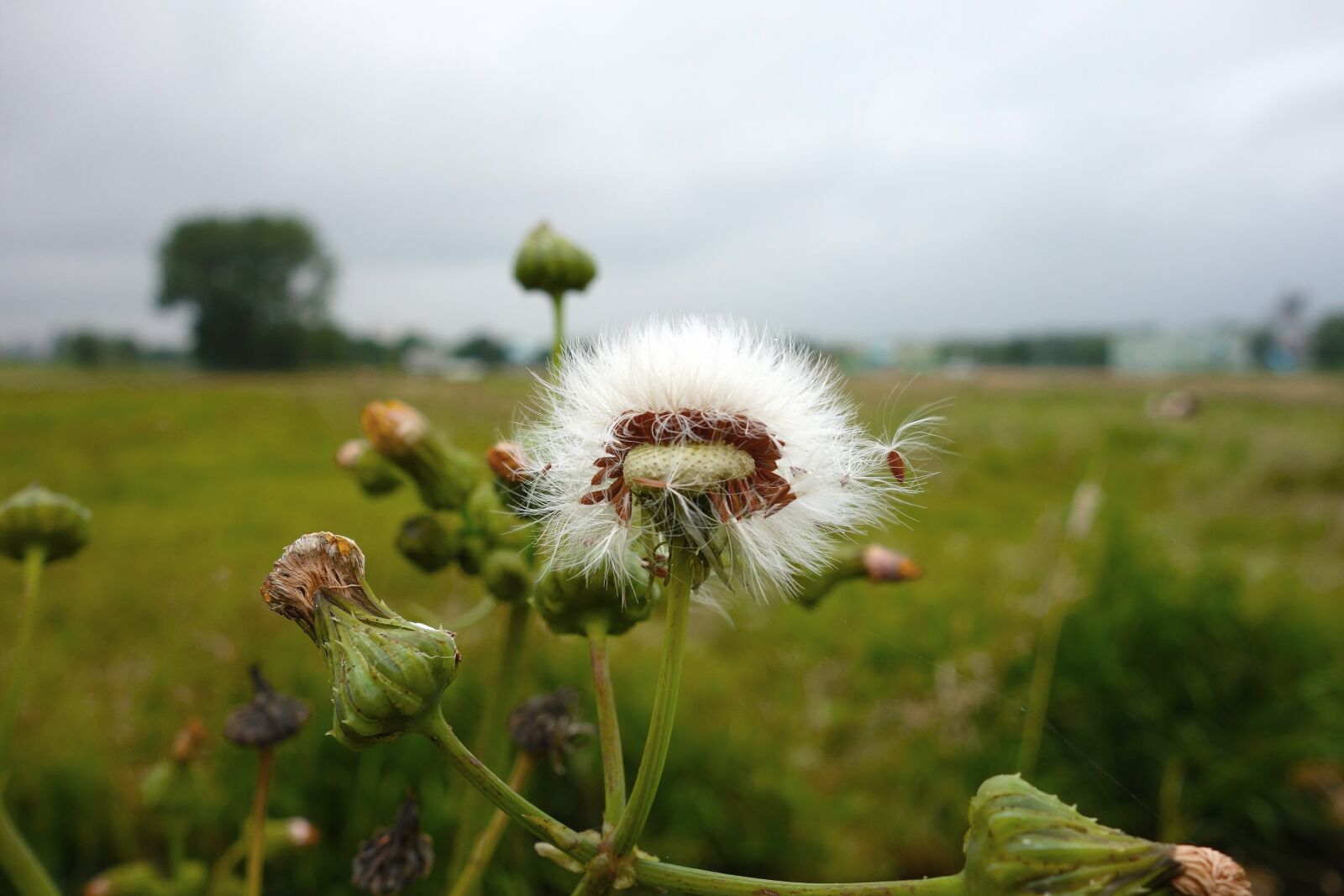 Sony Cyber-shot DSC-RX100 sample photo. Plant, wildflower, dandelion photography