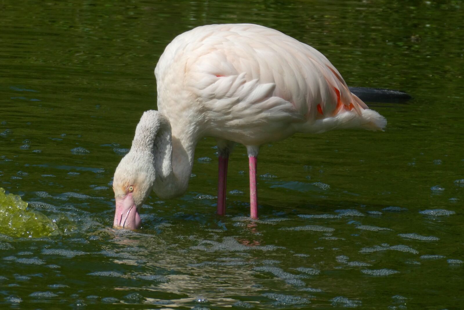 Panasonic Lumix DC-ZS70 (Lumix DC-TZ90) sample photo. Flamingo, pond, bird photography