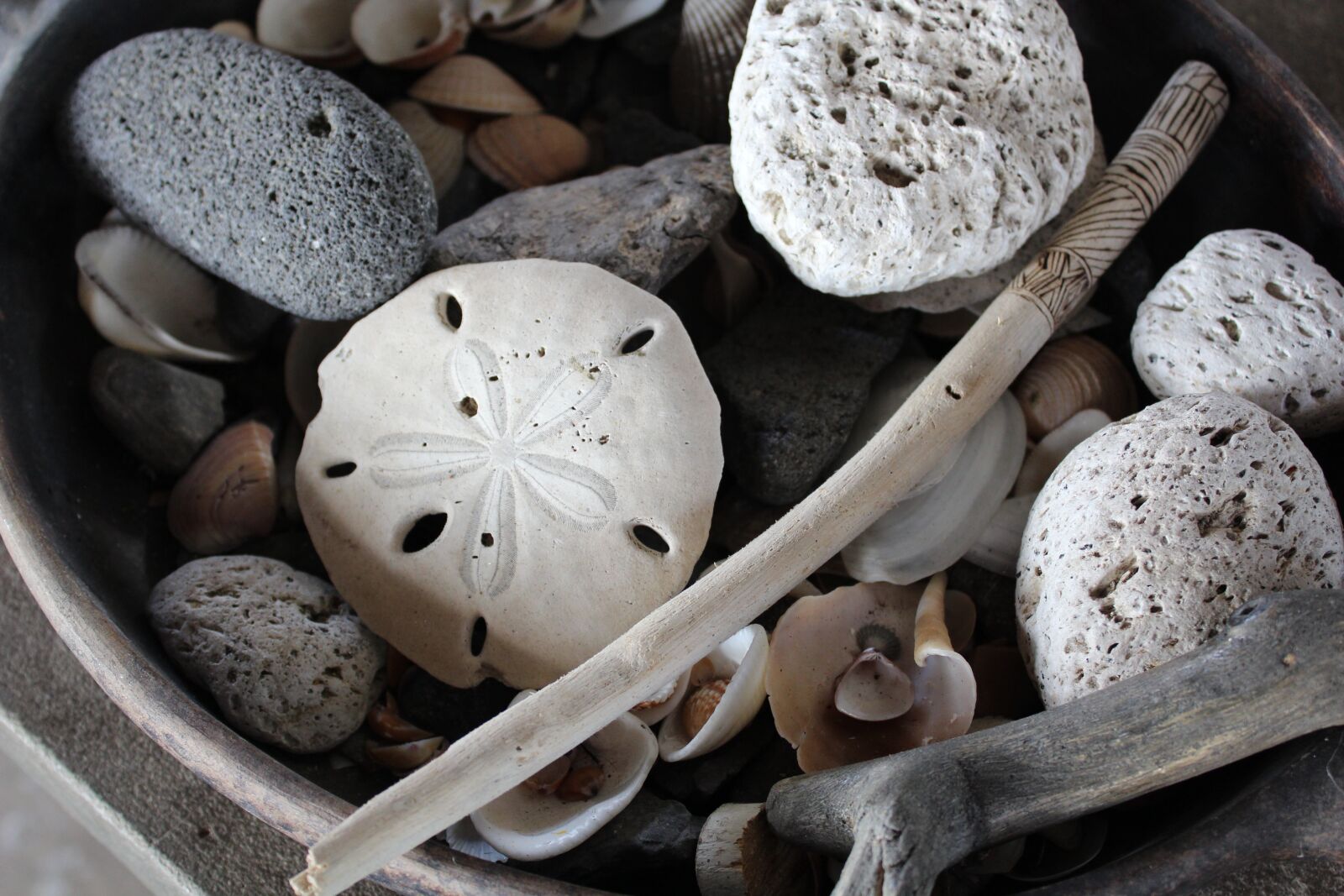 Canon EOS 600D (Rebel EOS T3i / EOS Kiss X5) sample photo. Seashell, shells, silver dollar photography