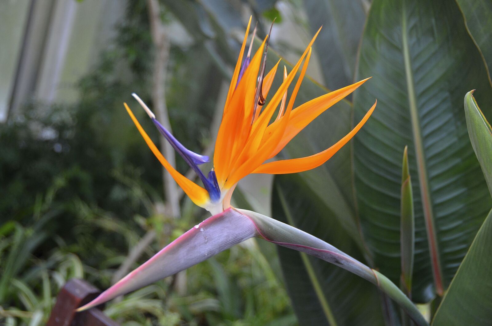 Nikon D7000 sample photo. Bird of paradise flower photography