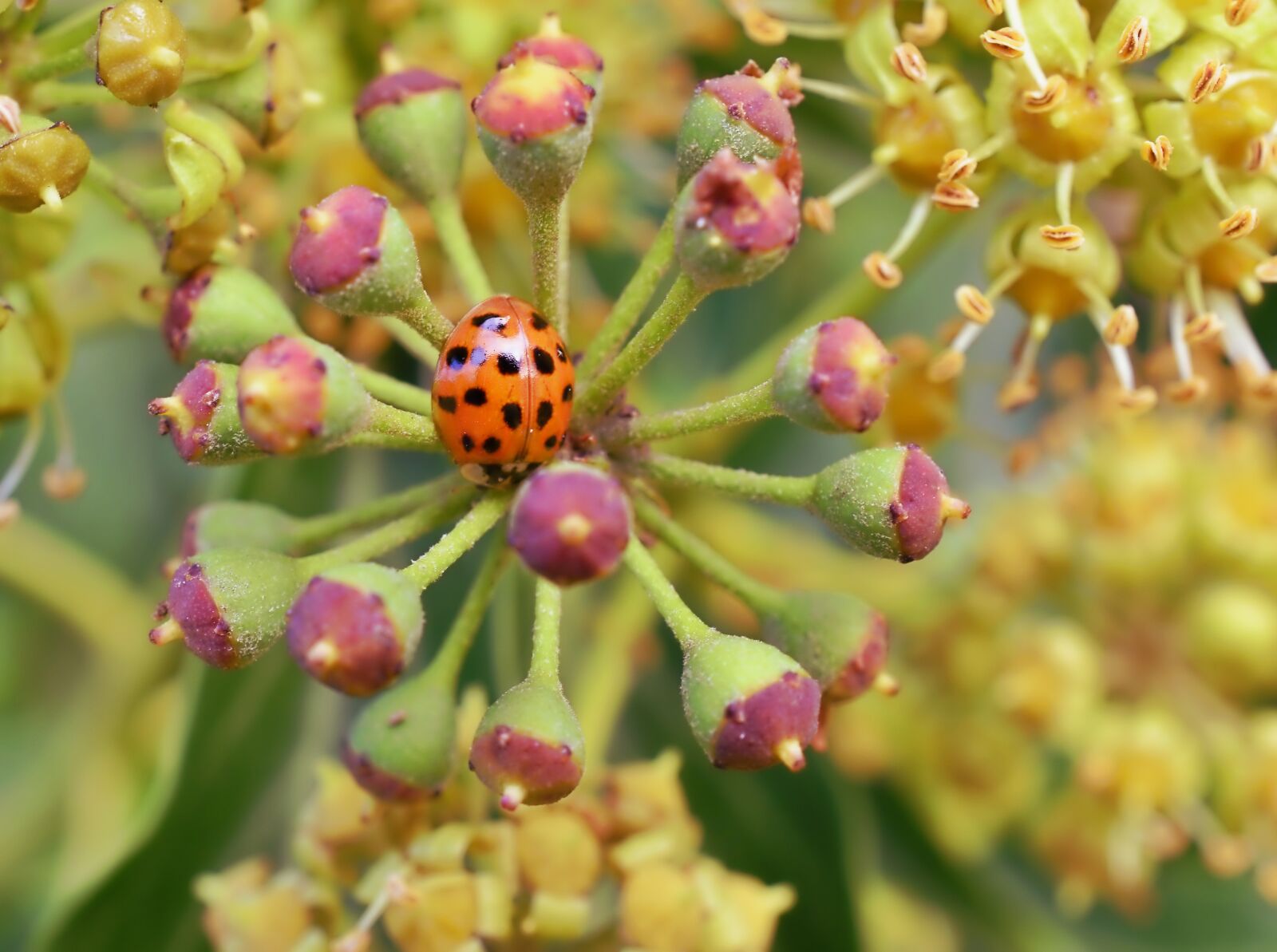 Nikon D3400 sample photo. Ladybird, ladybug, insect photography