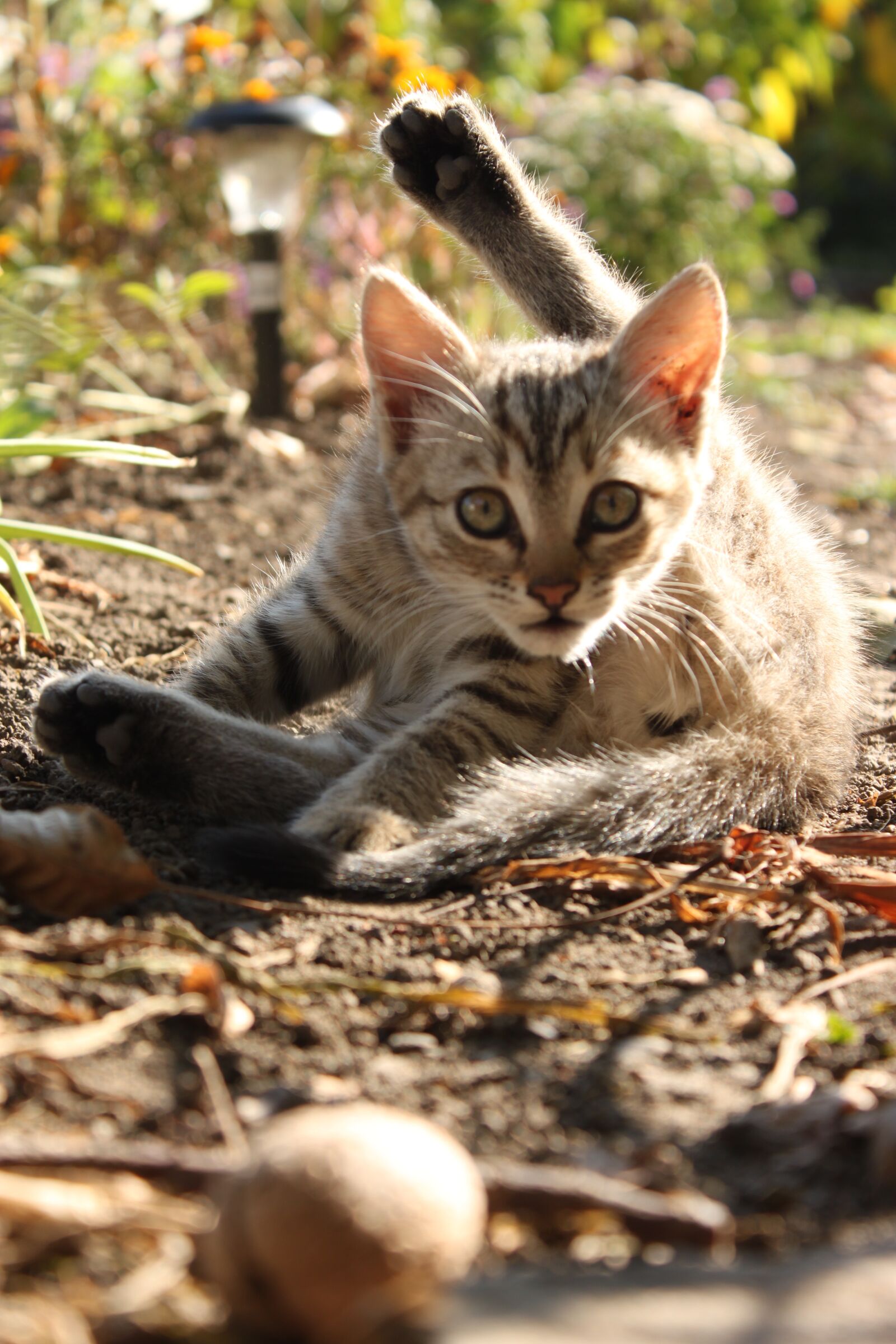 Canon EOS 500D (EOS Rebel T1i / EOS Kiss X3) sample photo. Village, cat, kitty photography