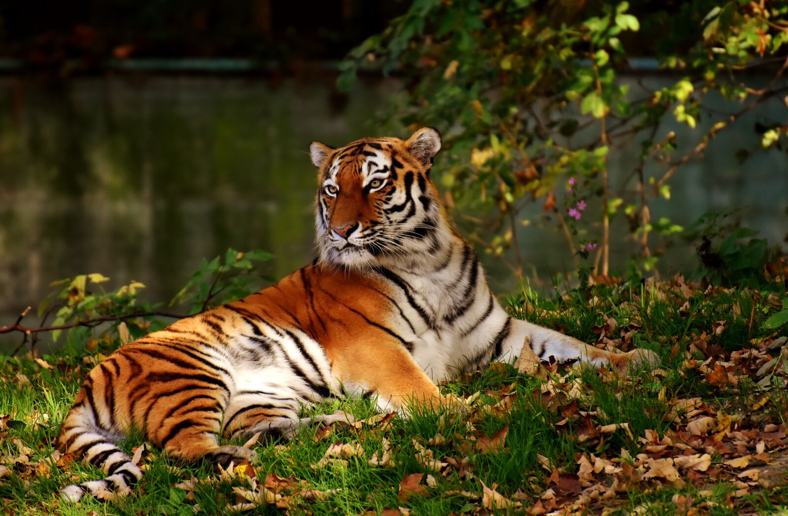 Nikon D7200 sample photo. Tiger, predator, fur photography