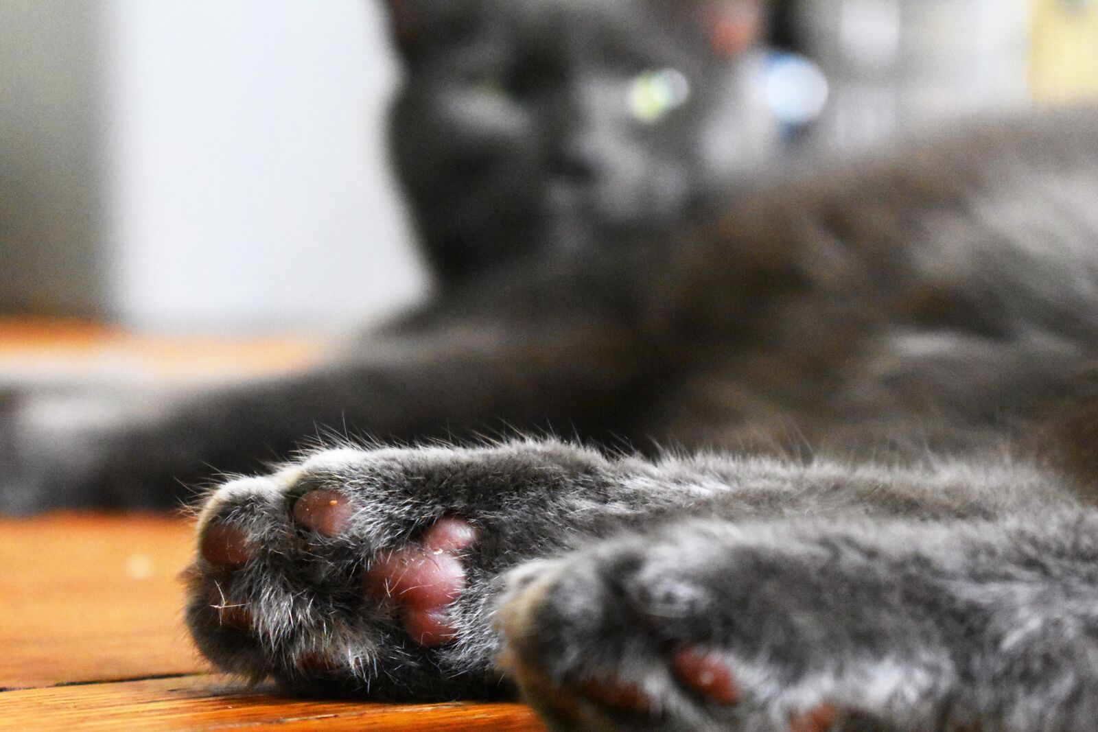 Nikon D3400 sample photo. Cat, beans, grey photography