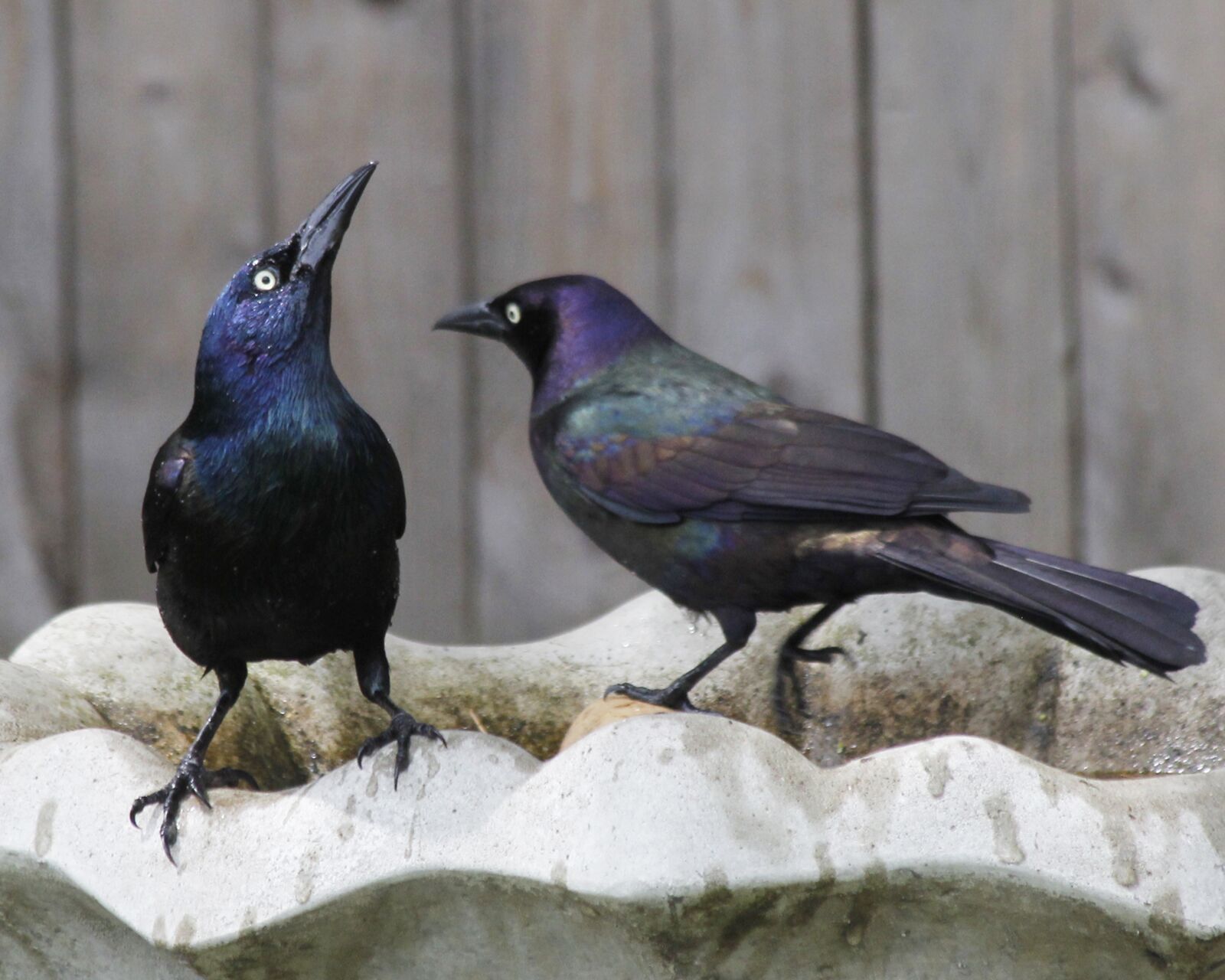 Canon EF 70-300mm F4-5.6 IS USM sample photo. Grackle, birds, nature photography