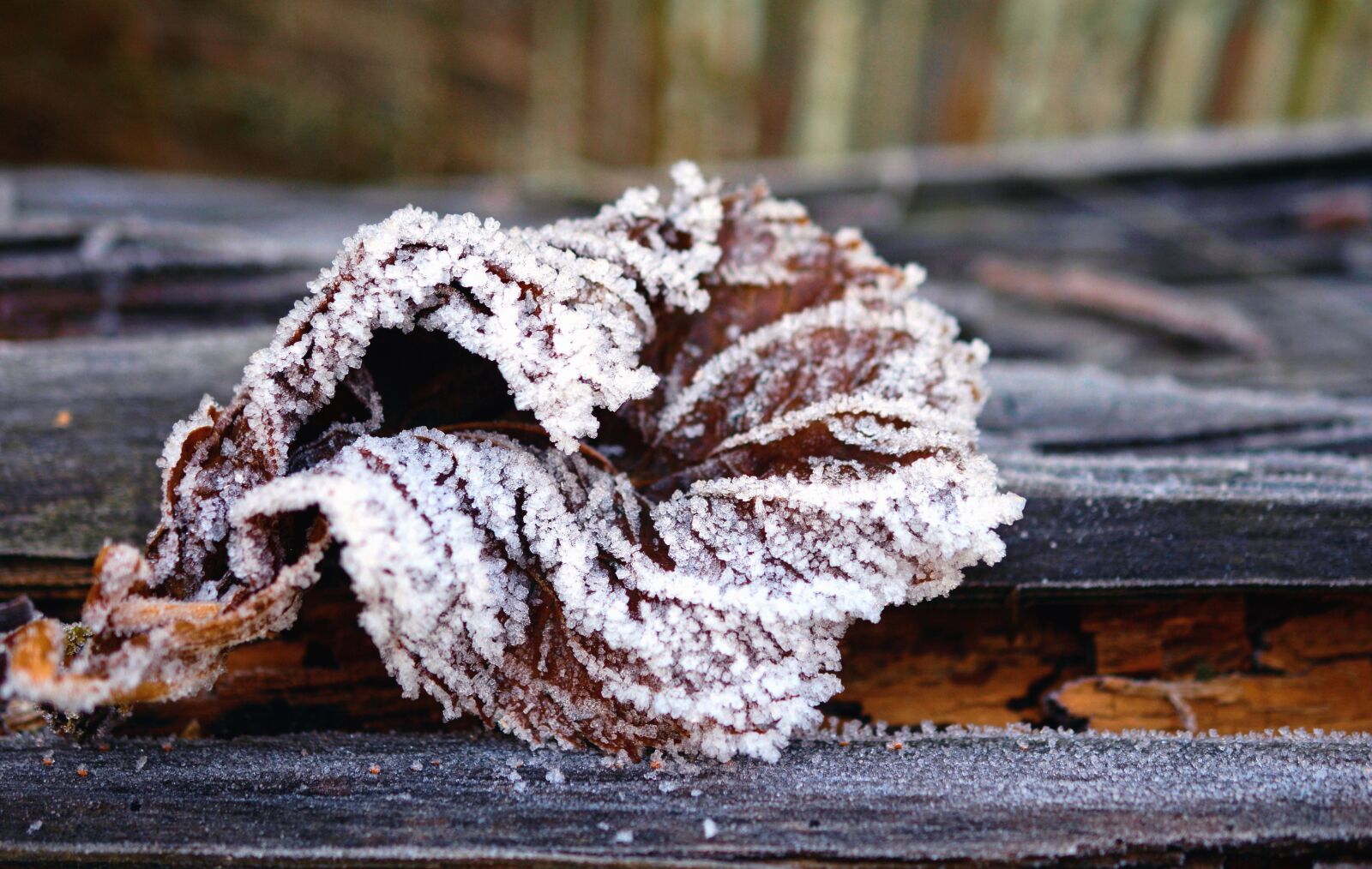 Nikon D5200 sample photo. Ice, cold, leaf, tree photography