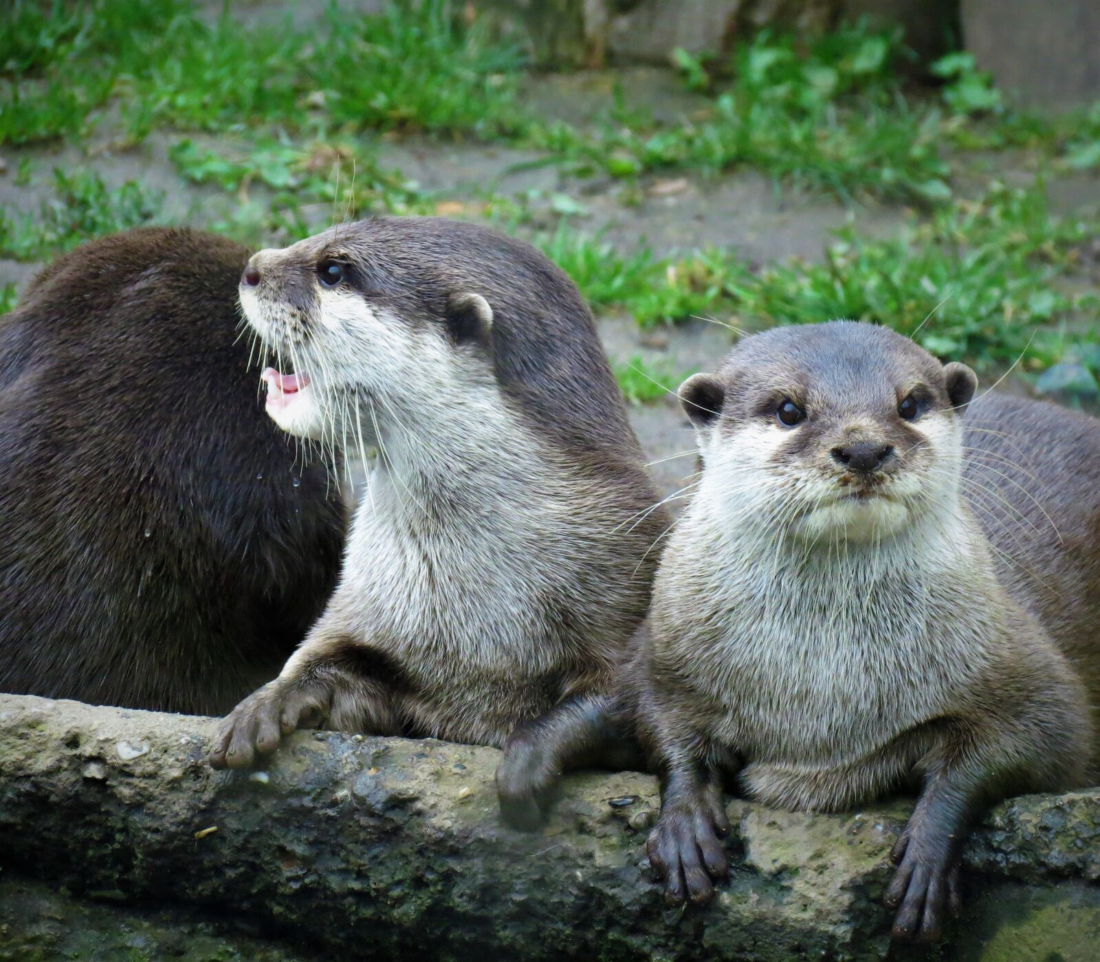 Canon PowerShot SX40 HS sample photo. Otter, adder, animals photography
