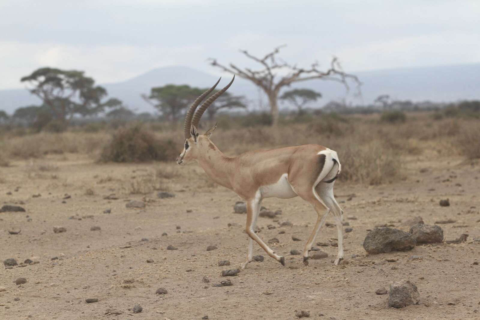 Canon EF 70-200mm F2.8L USM sample photo. Amboseli, national, park, giraffes photography