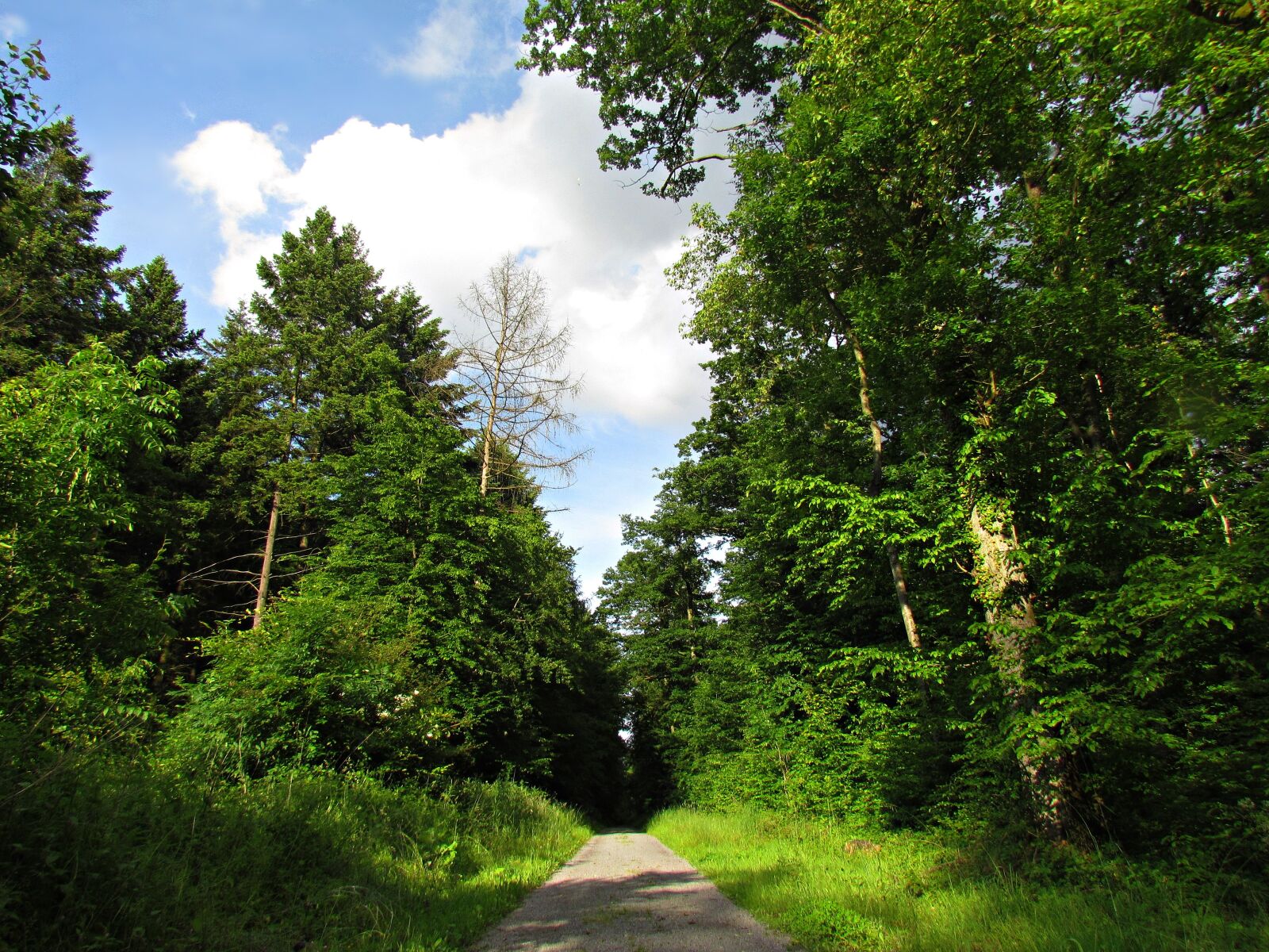 Canon PowerShot SX30 IS sample photo. Forest, way, lane photography