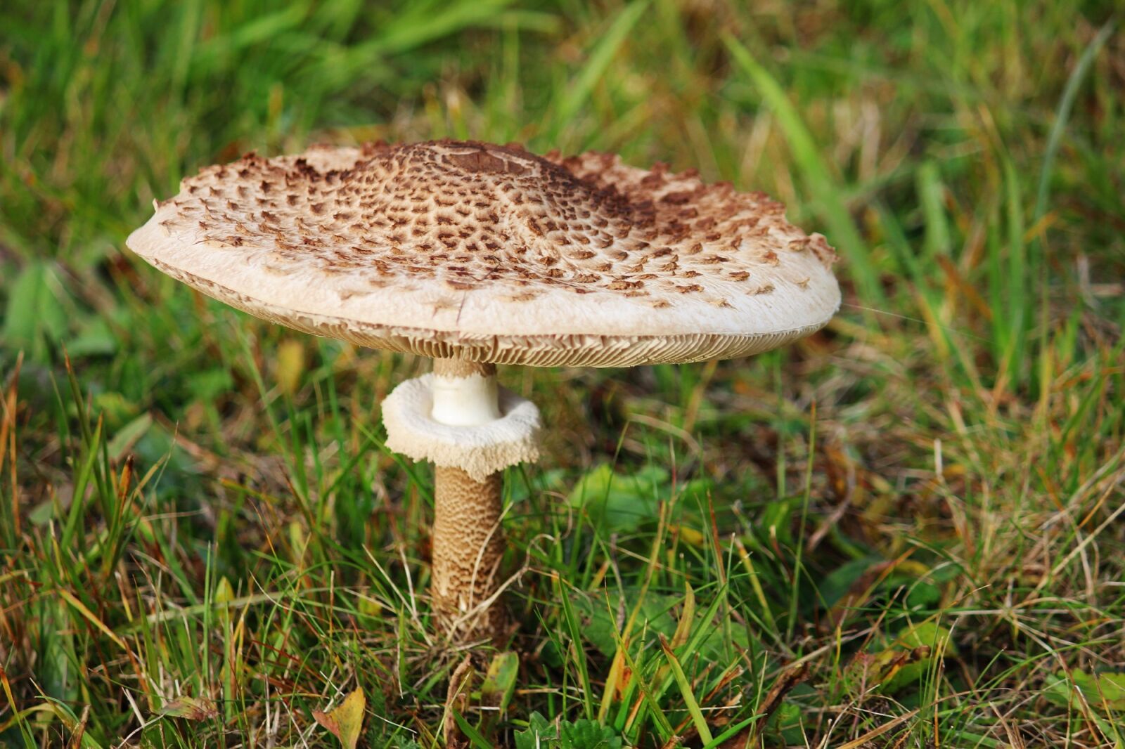 Canon EOS 600D (Rebel EOS T3i / EOS Kiss X5) sample photo. Boletes, mushroom, parasol photography