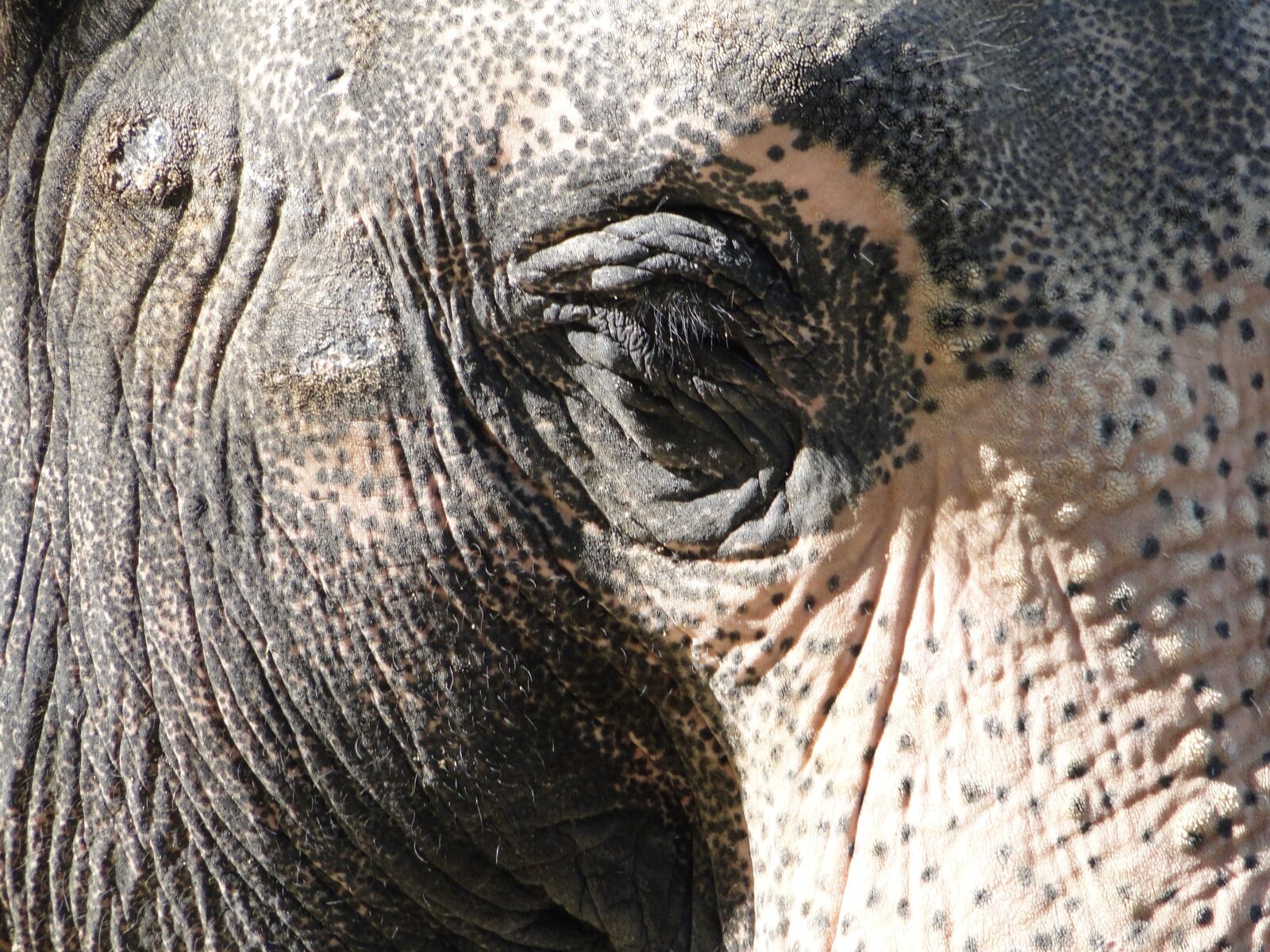Sony Cyber-shot DSC-HX1 sample photo. Elephant, eye, elephant eye photography