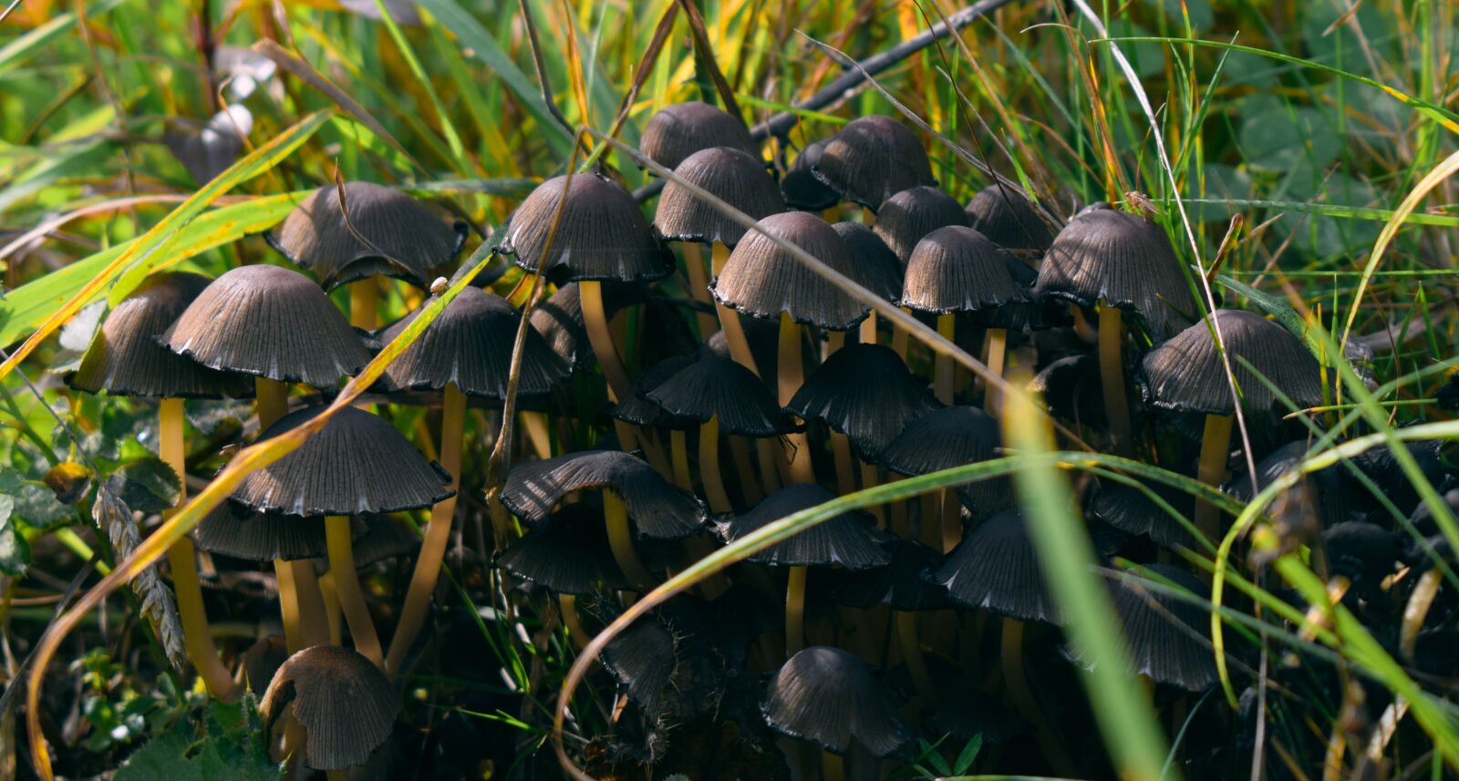 Nikon D3300 sample photo. Mushroom, meadow, nature photography