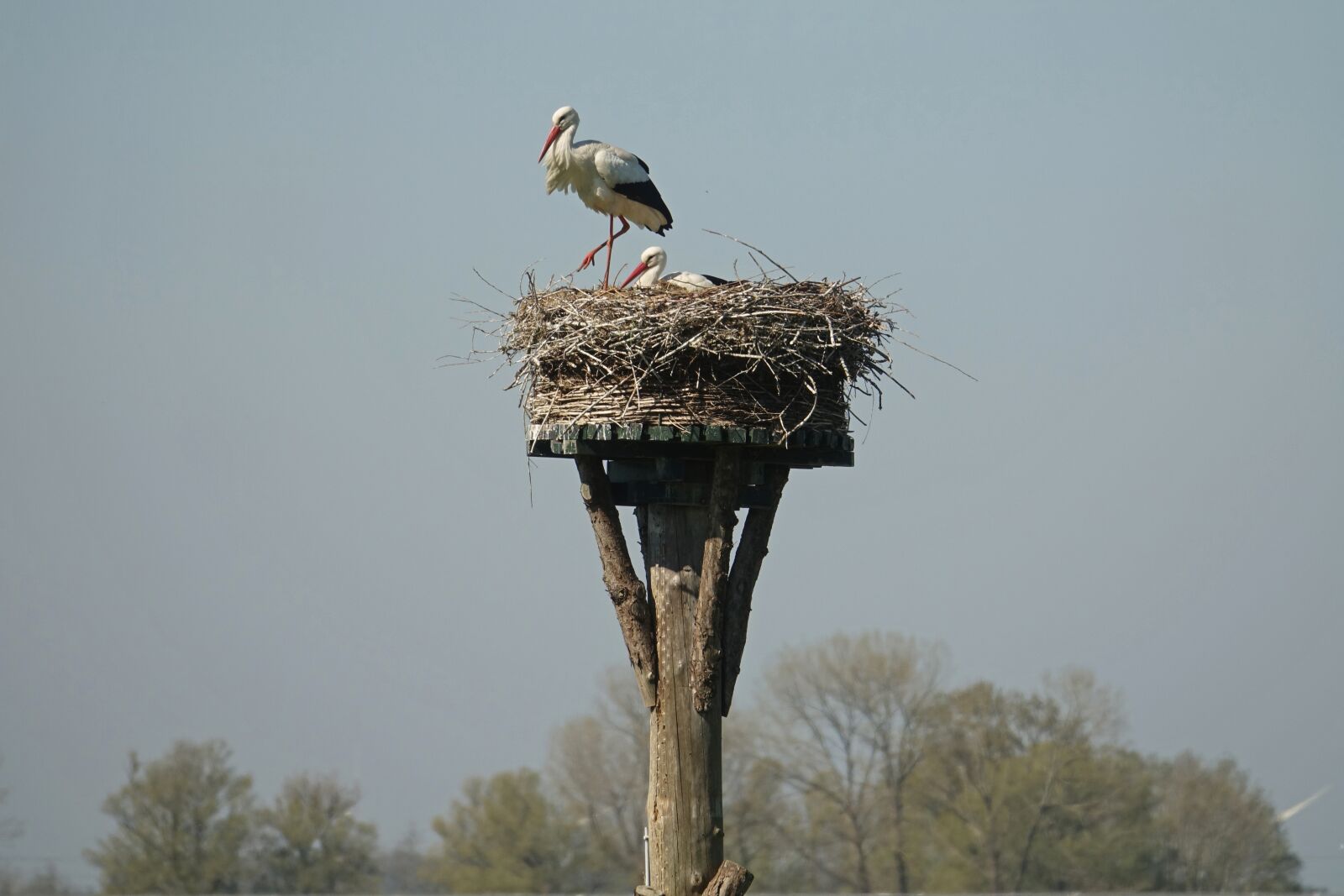 Sony Cyber-shot DSC-RX10 III sample photo. Stork, birds, nest photography