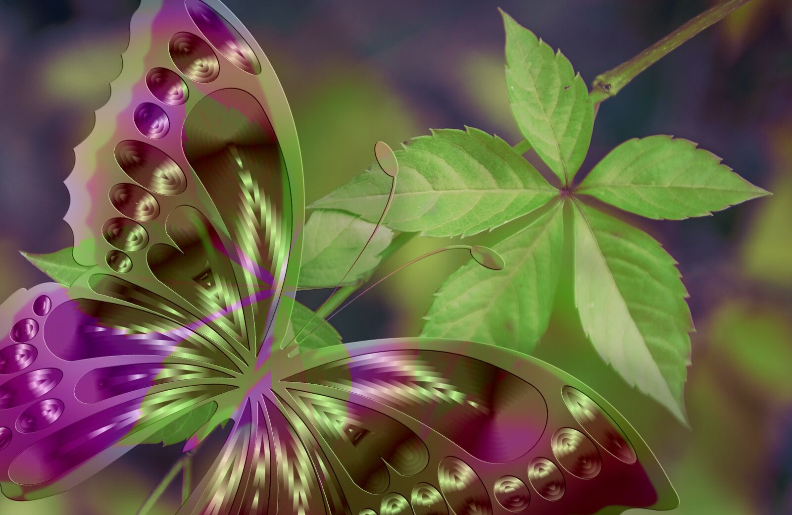 Nikon D700 sample photo. Arrangement, butterfly, aesthetics photography