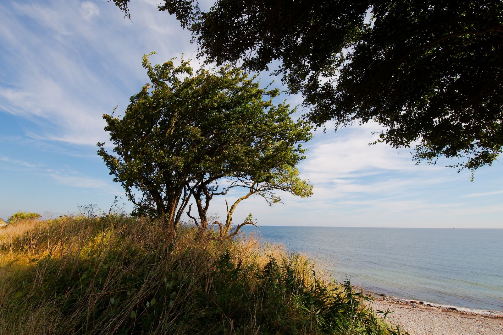 Canon EOS 6D sample photo. Nature, landscape, tree photography