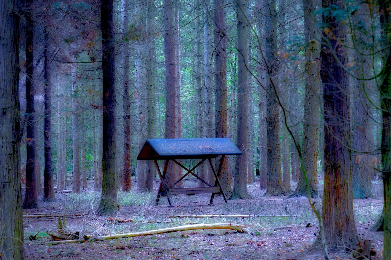 Nikon D3200 sample photo. Pine forest, coniferous forest photography