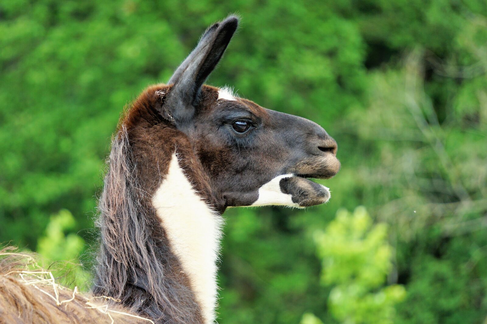 Sony E 55-210mm F4.5-6.3 OSS sample photo. Wildlife park, zoo, belgium photography