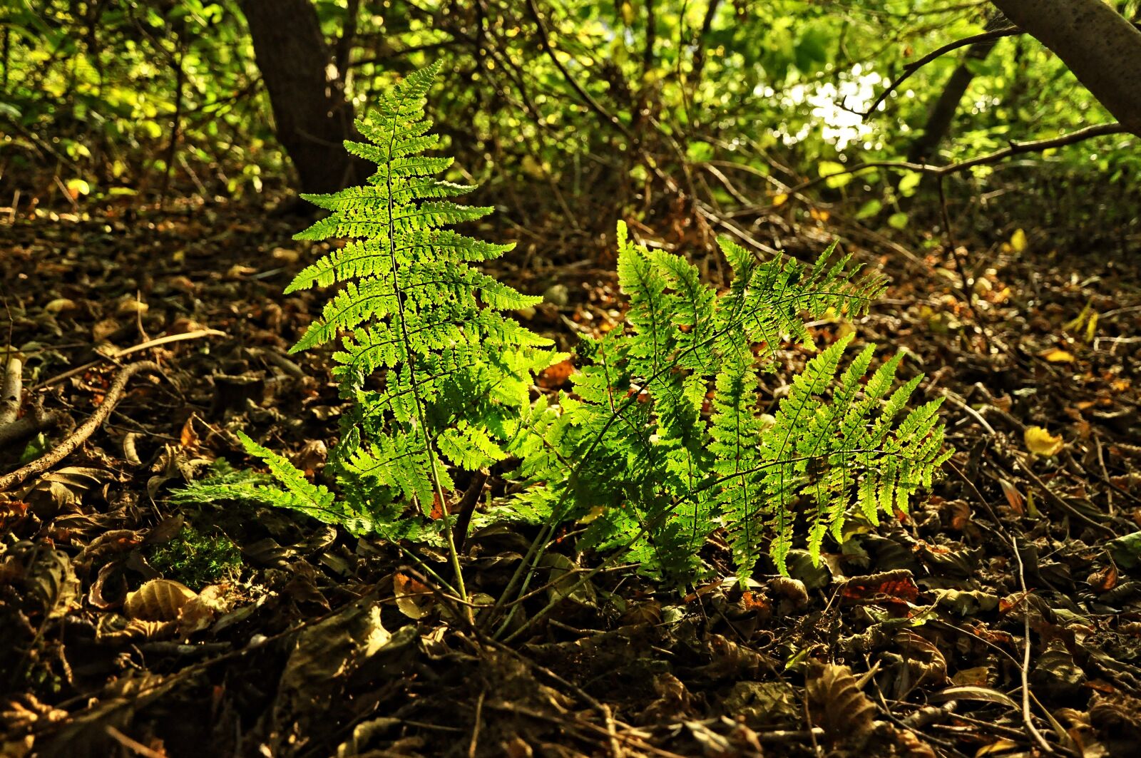 Nikon D90 sample photo. Fern, plant, forest photography