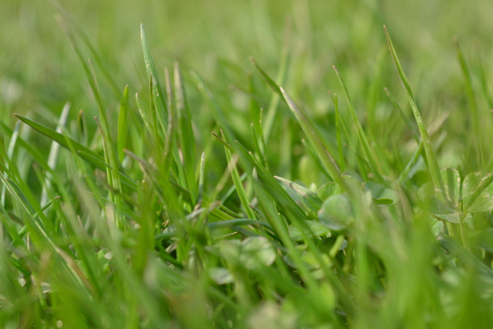Nikon D3100 sample photo