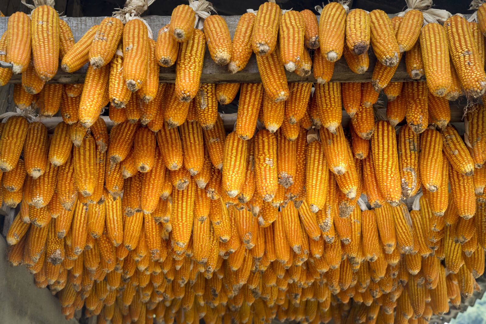 Sony FE 24-70mm F2.8 GM sample photo. Corn, vietnam, natural photography