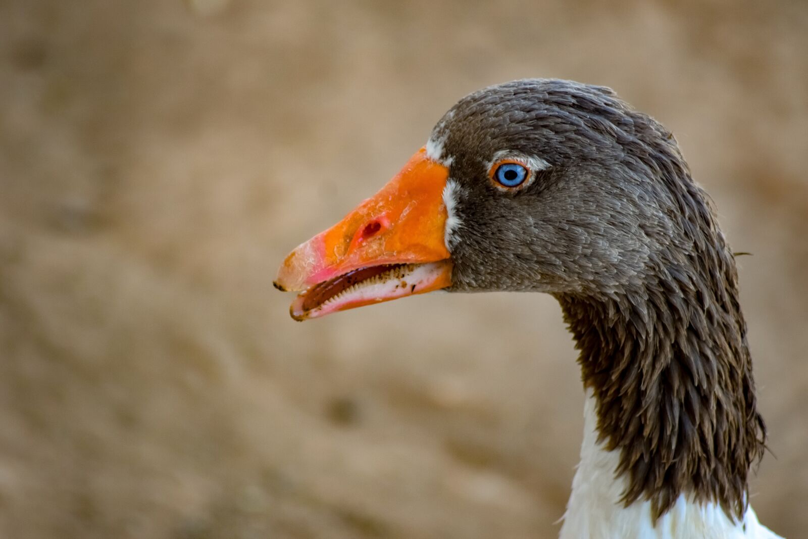 Nikon D3300 sample photo. Duck, bird, animal photography