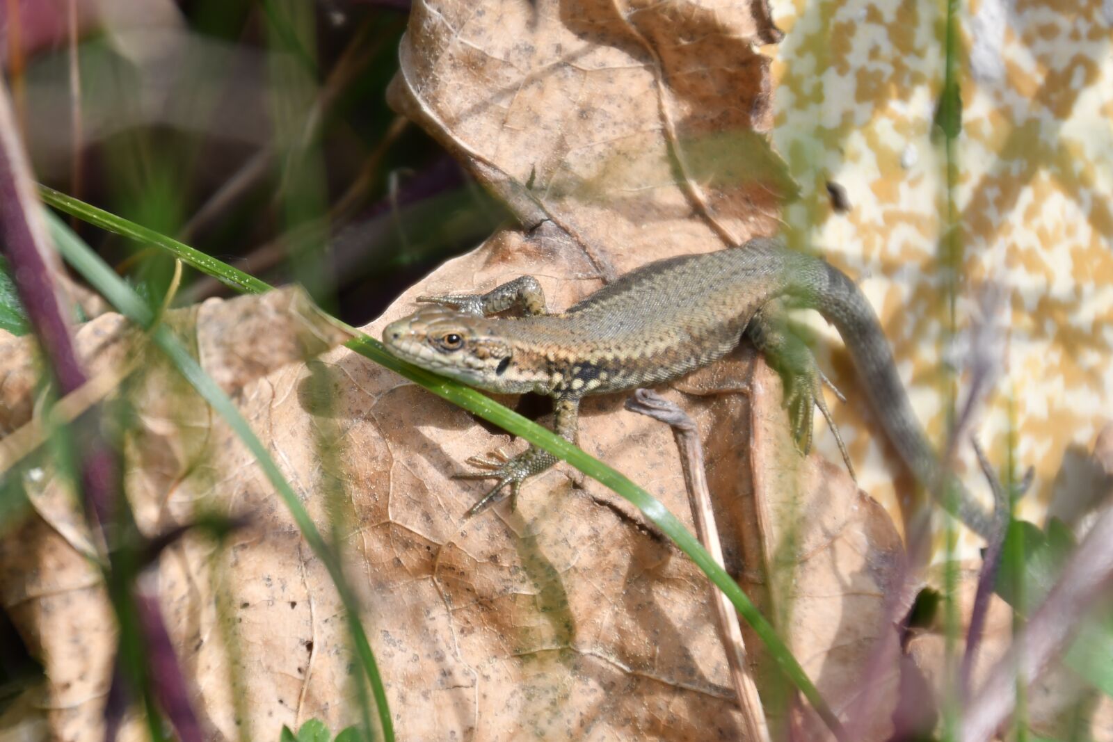 Nikon D500 sample photo. Lizard, sun, warming up photography