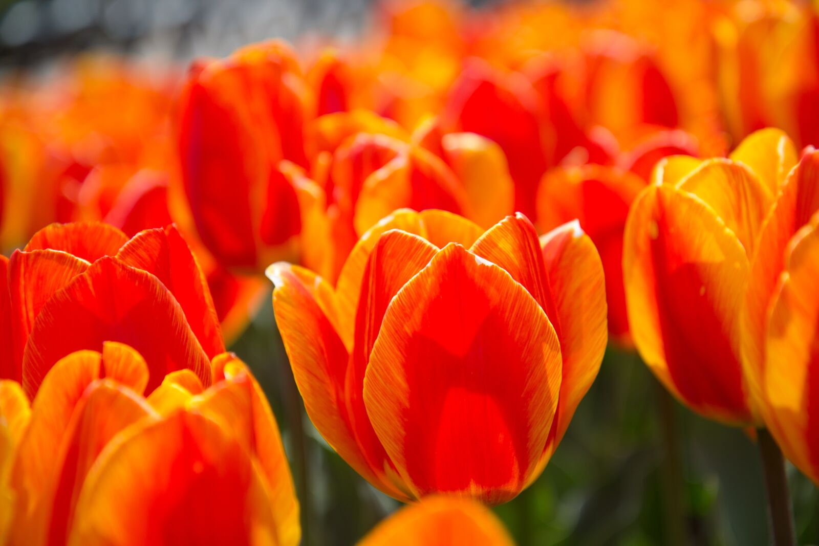 Canon EOS 60D sample photo. Tulip, spring, red flower photography