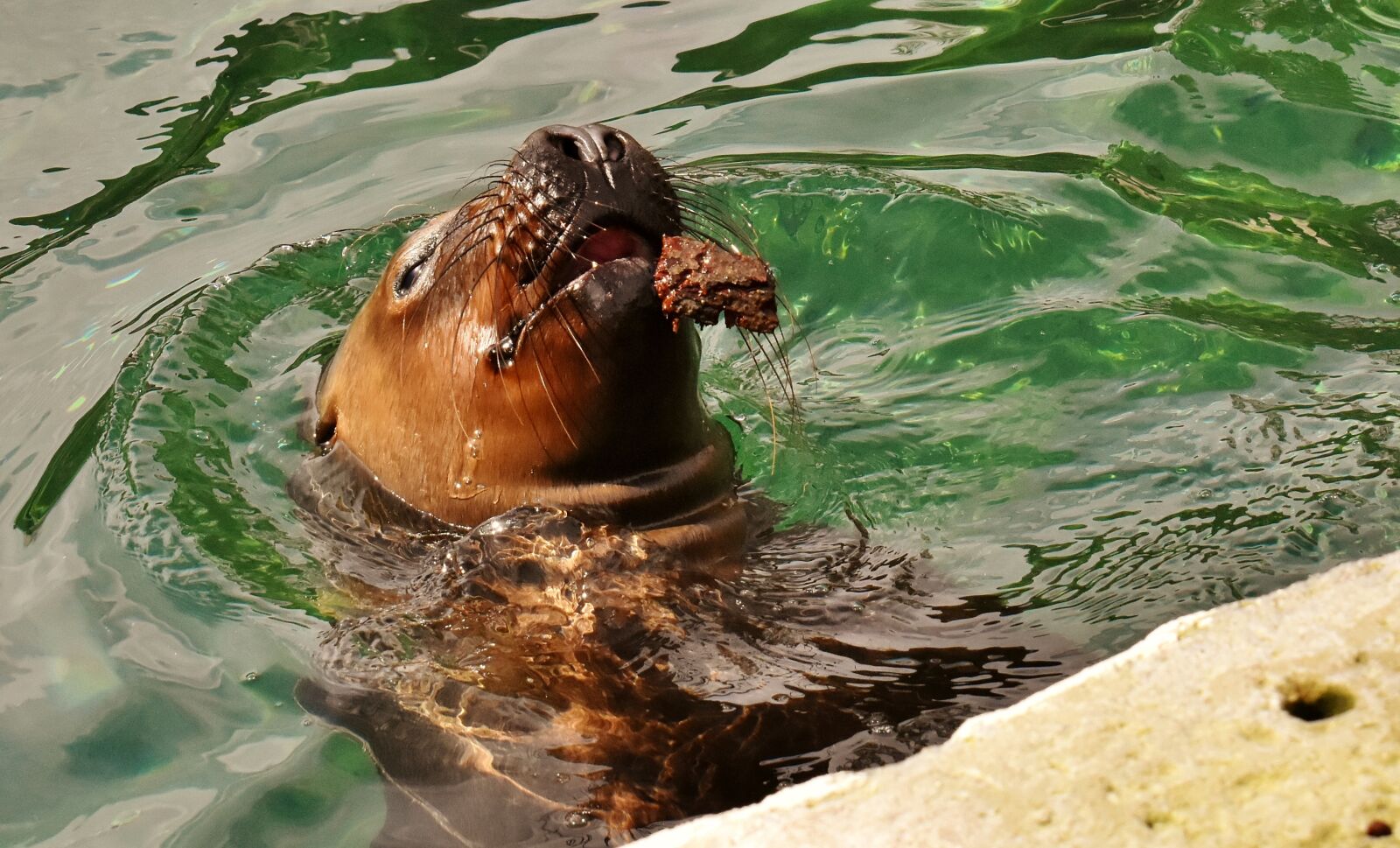 Nikon D7200 sample photo. Seal, sea lion, water photography
