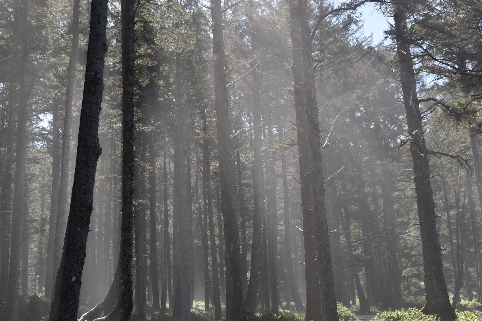 Nikon D3500 sample photo. Trees, fog, sun photography