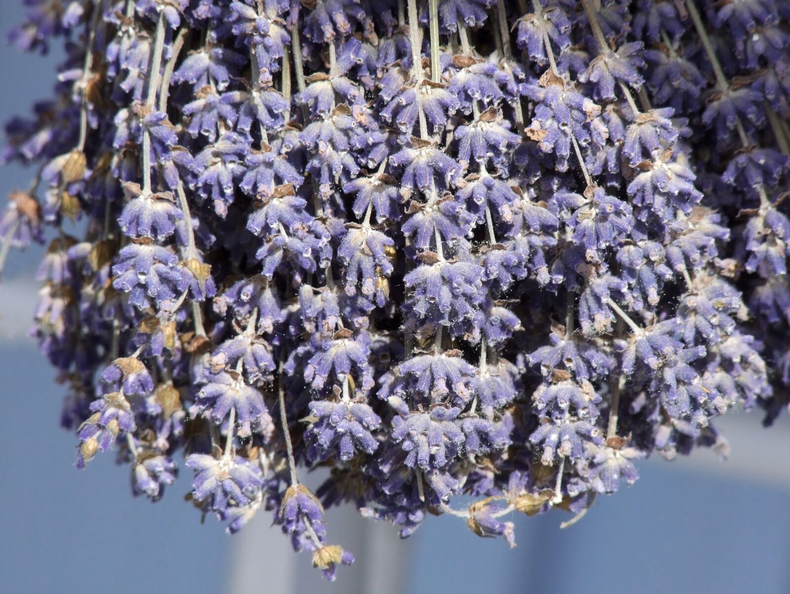 Fujifilm FinePix S100fs sample photo. Lavender, flower, purple photography