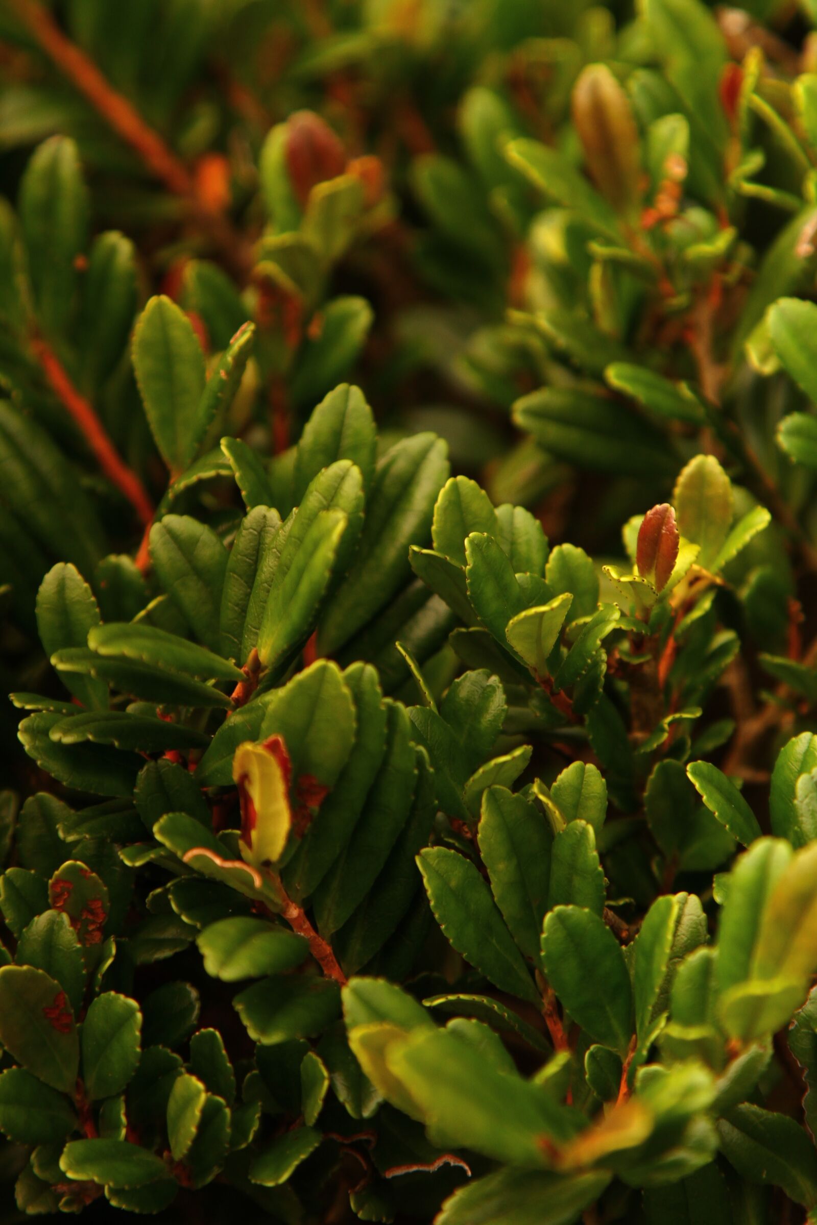 Canon EOS 7D + Canon EF 24-105mm F4L IS USM sample photo. Green, plant, leaf photography