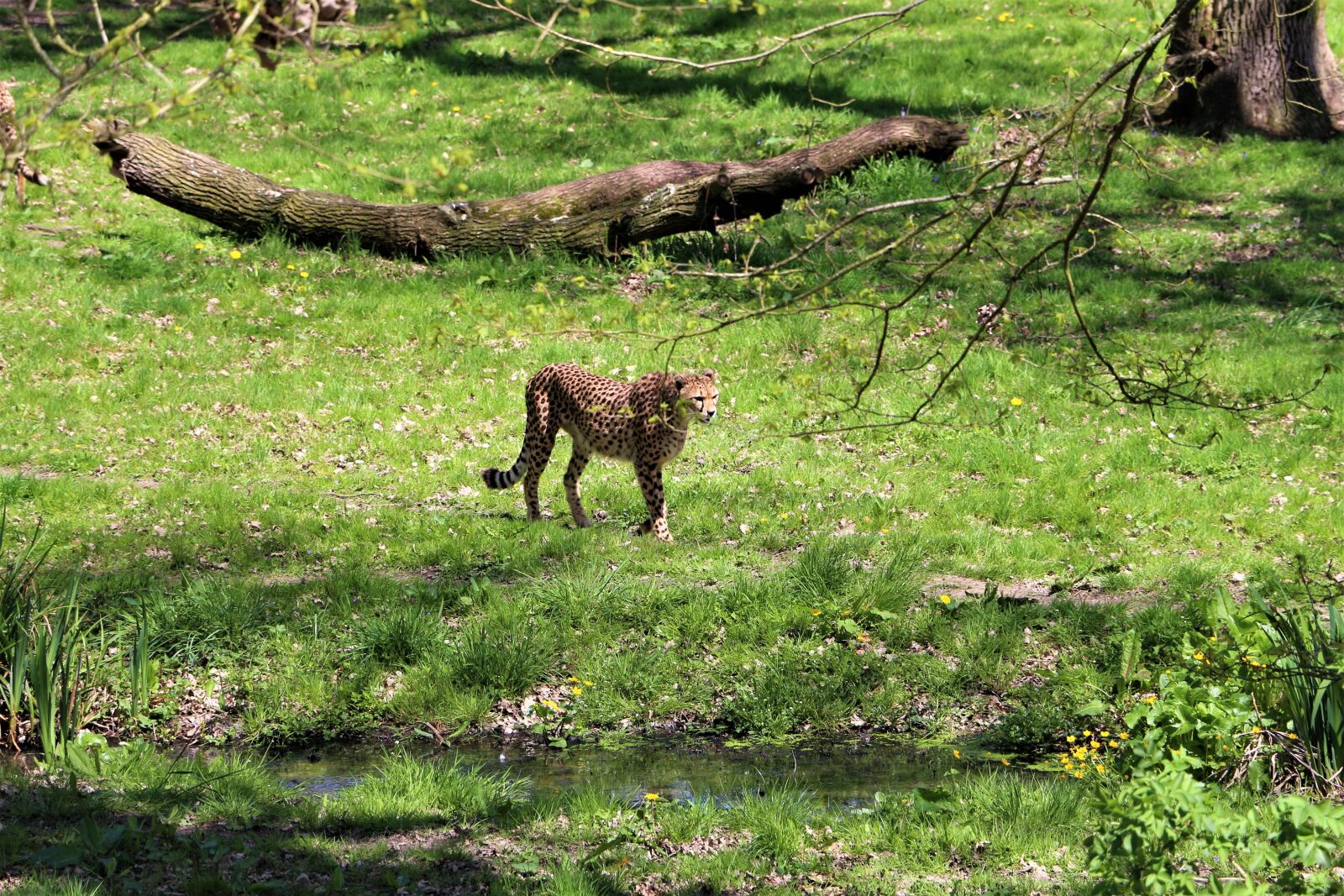 Canon EOS 700D (EOS Rebel T5i / EOS Kiss X7i) sample photo. Cheetah, zoo, animal photography